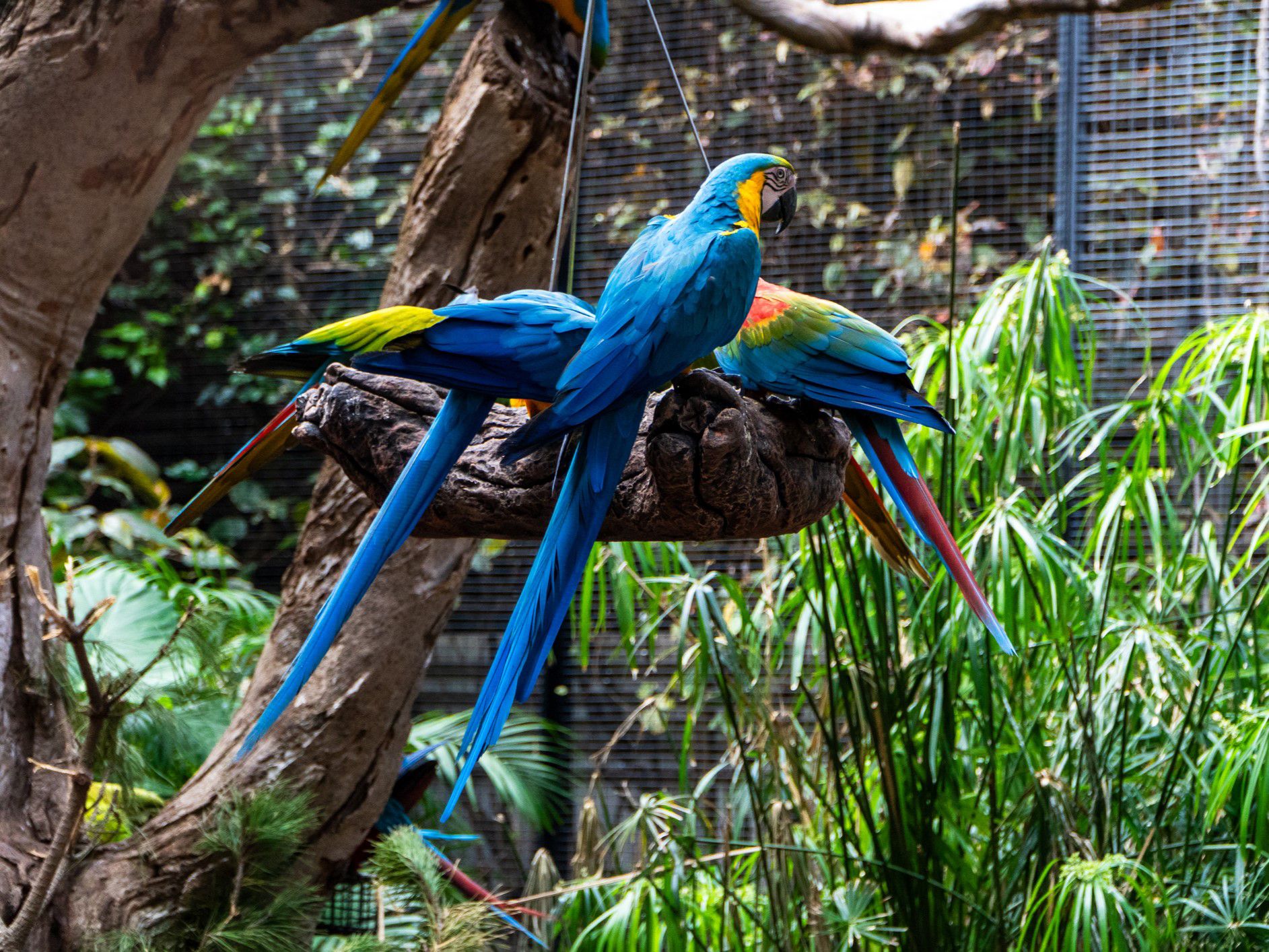 birds