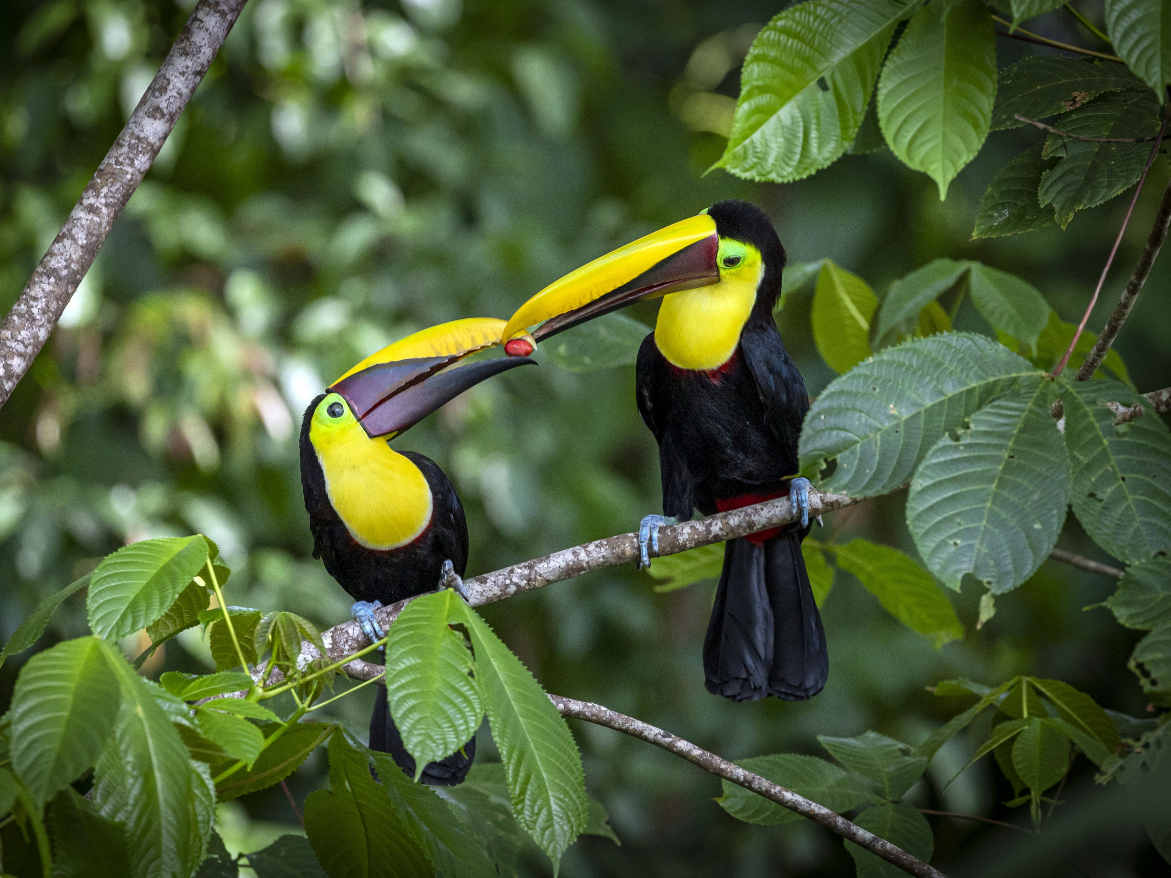 birds