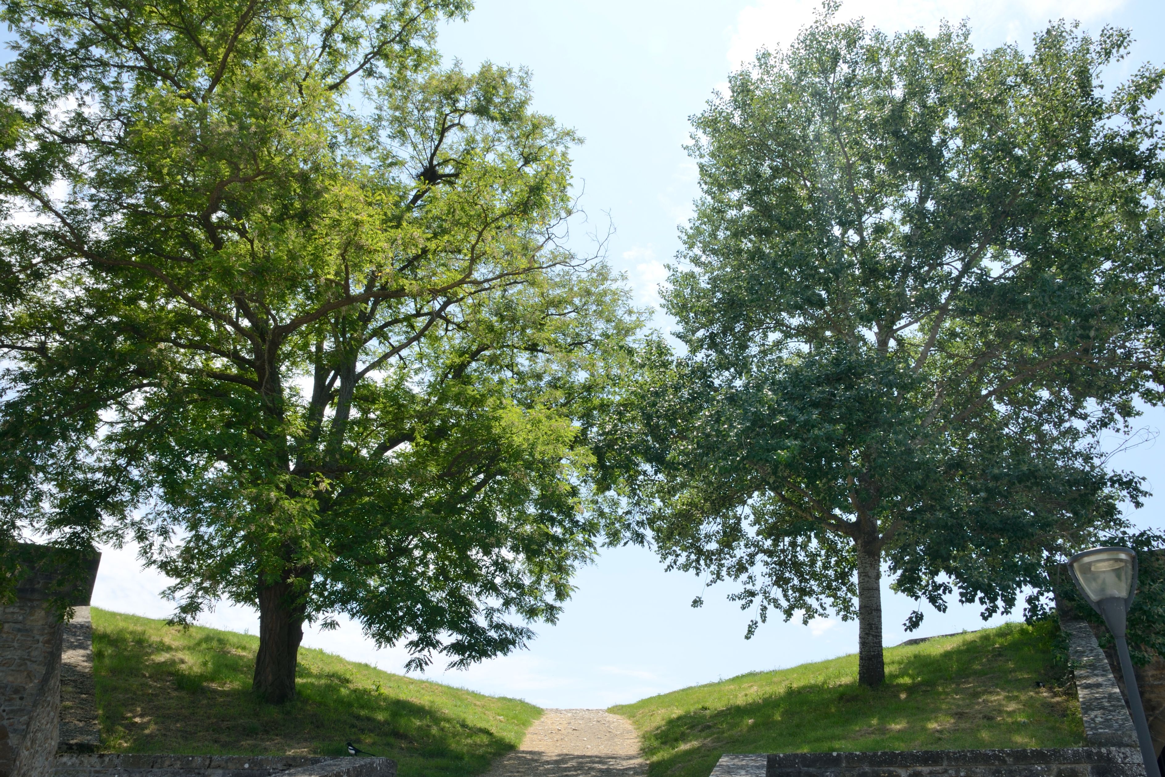 walking path through park