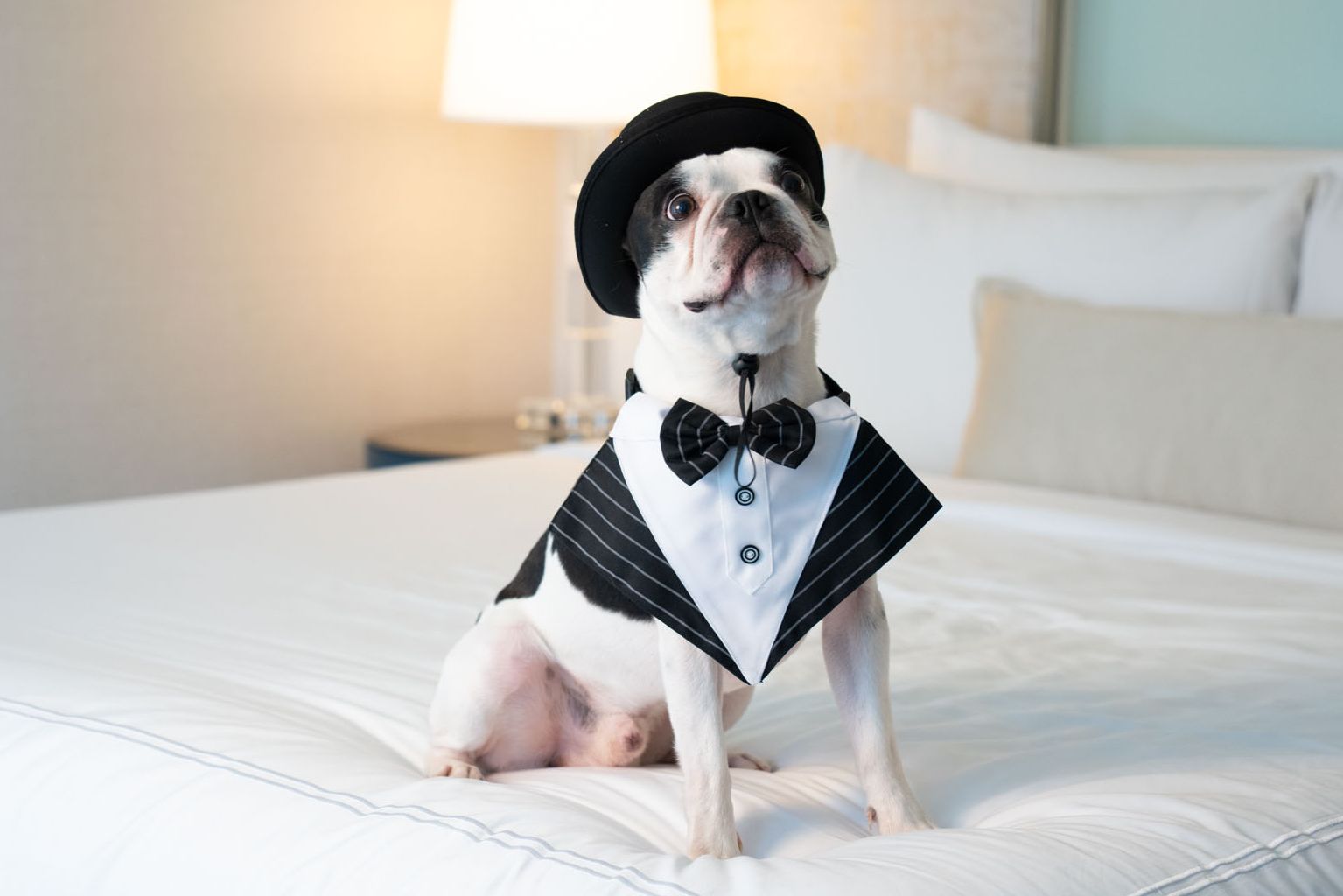 Boxer dog in a tuxedo costume sitting on the hotel bed.