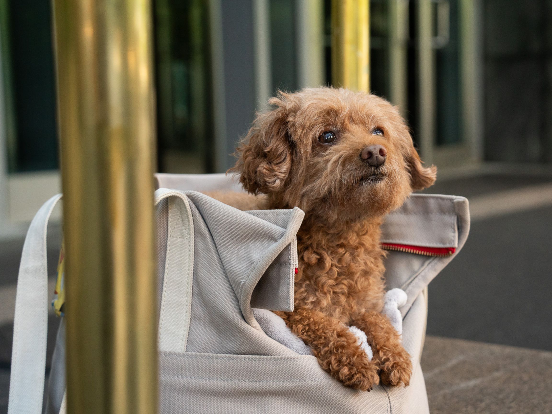 Small curly-haired dog resting in a canvas pet carrier outside a hotel entrance, with paws draped over the edge and brass columns in the background.