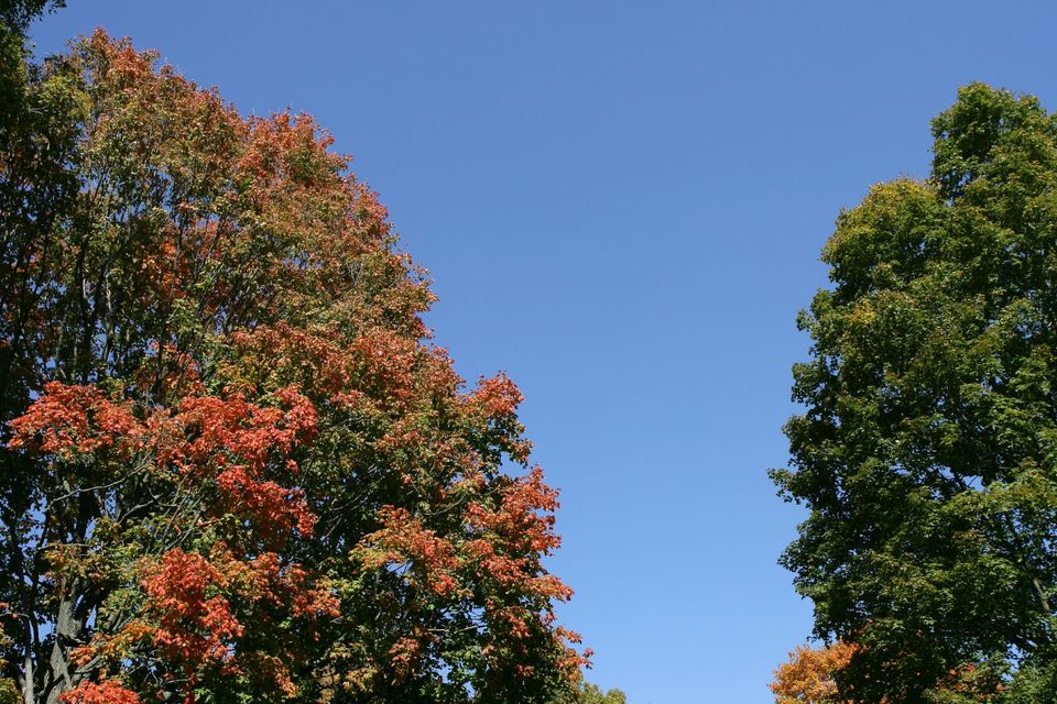 Green and red trees in the fall.