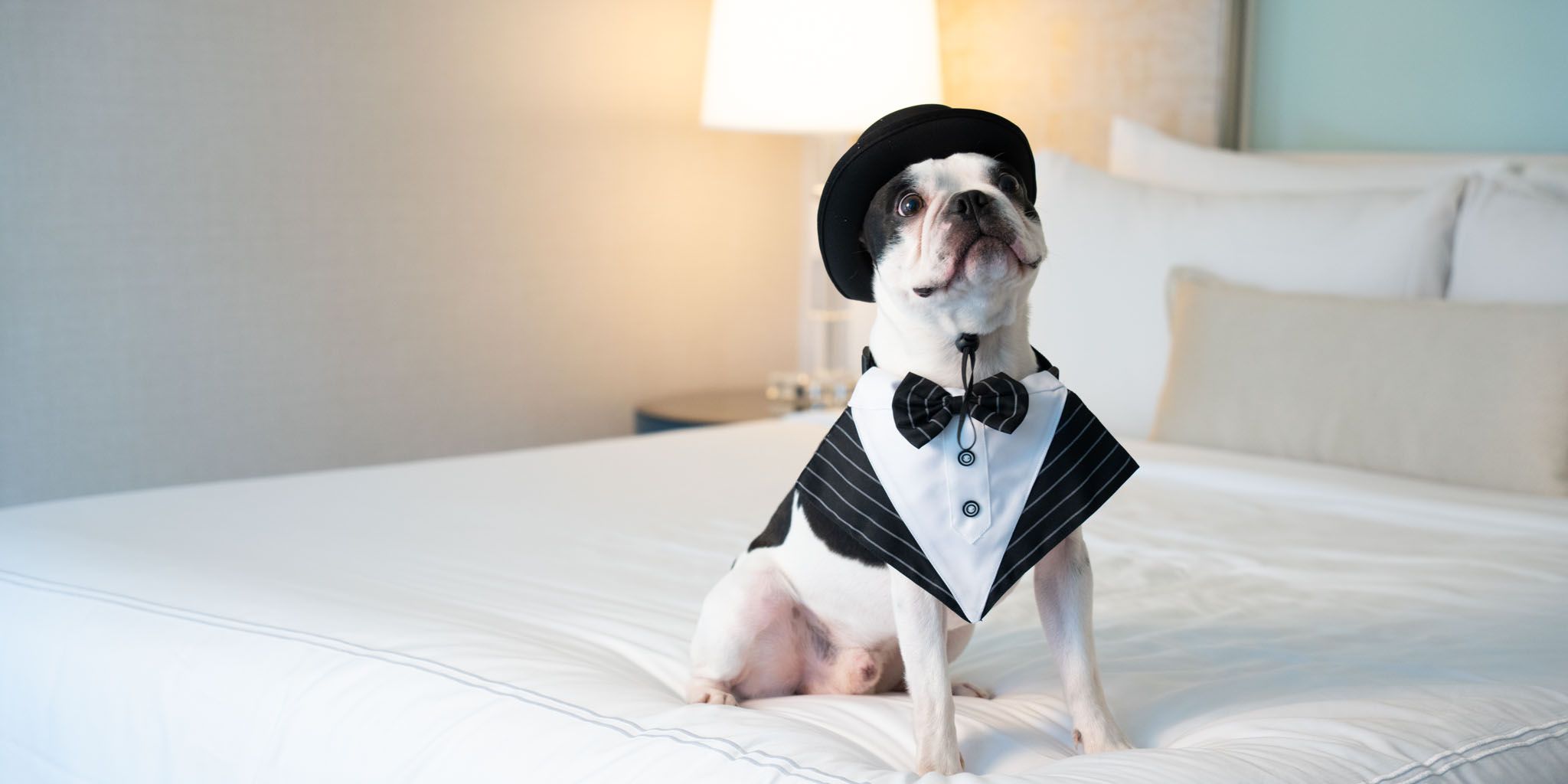 dog on hotel bed