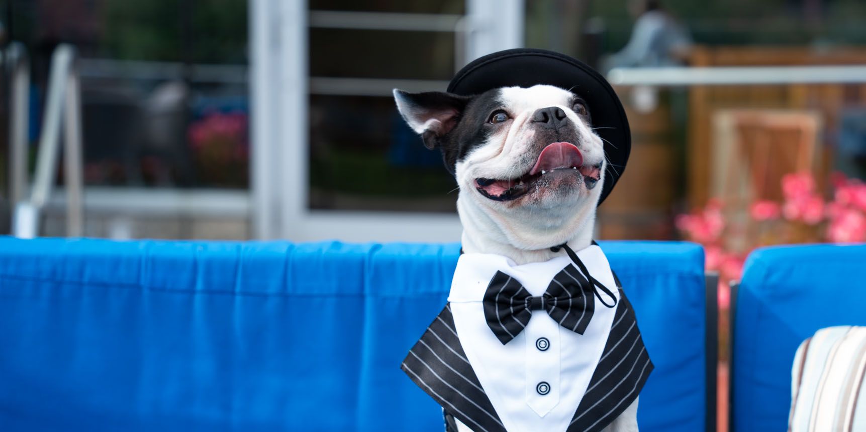 Mr. B the dog sitting on outside couch