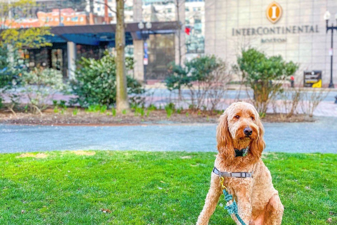 Golden doodle dog in front on InterContinental Boston hotel