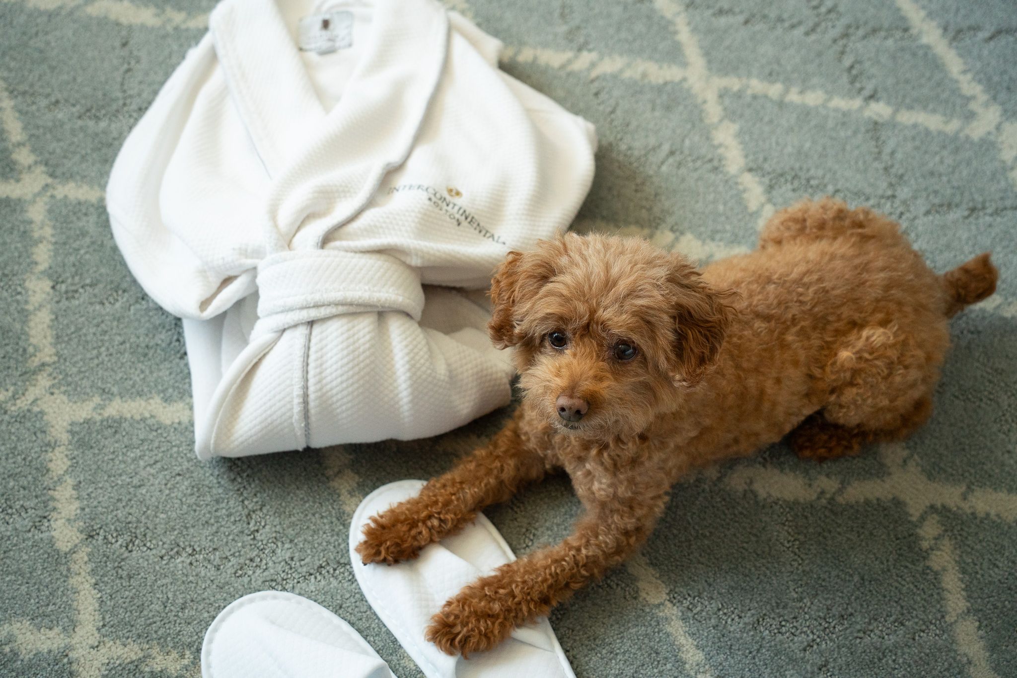 Small curly haired brown dog sitting on hotel room floor next to InterContinental Boston bathrobe and slippers.