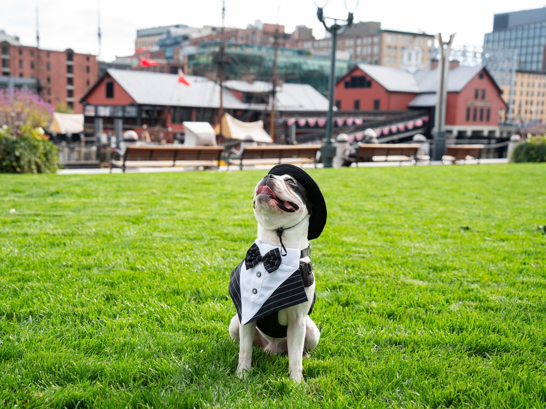 Mr. B the dog in tux costume