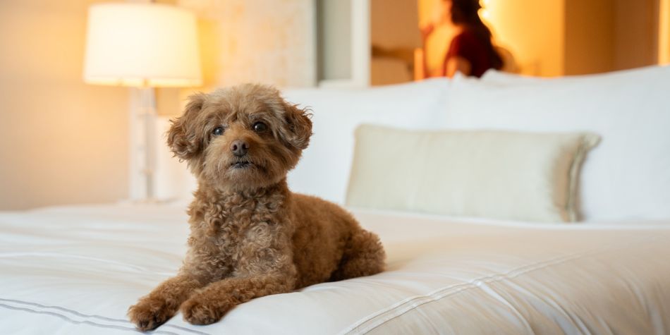 Small dog resting on a cozy bed in a pet-friendly guest room.