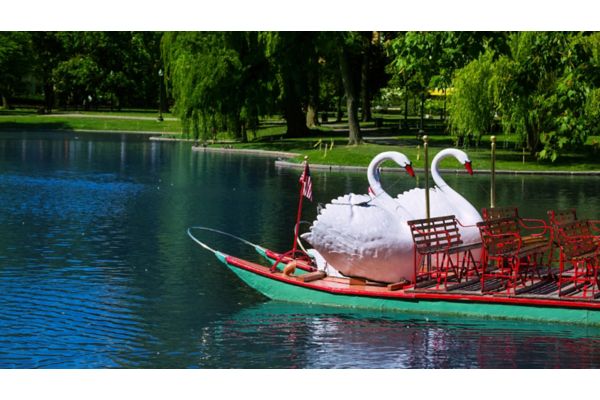 Swan boats on a lake