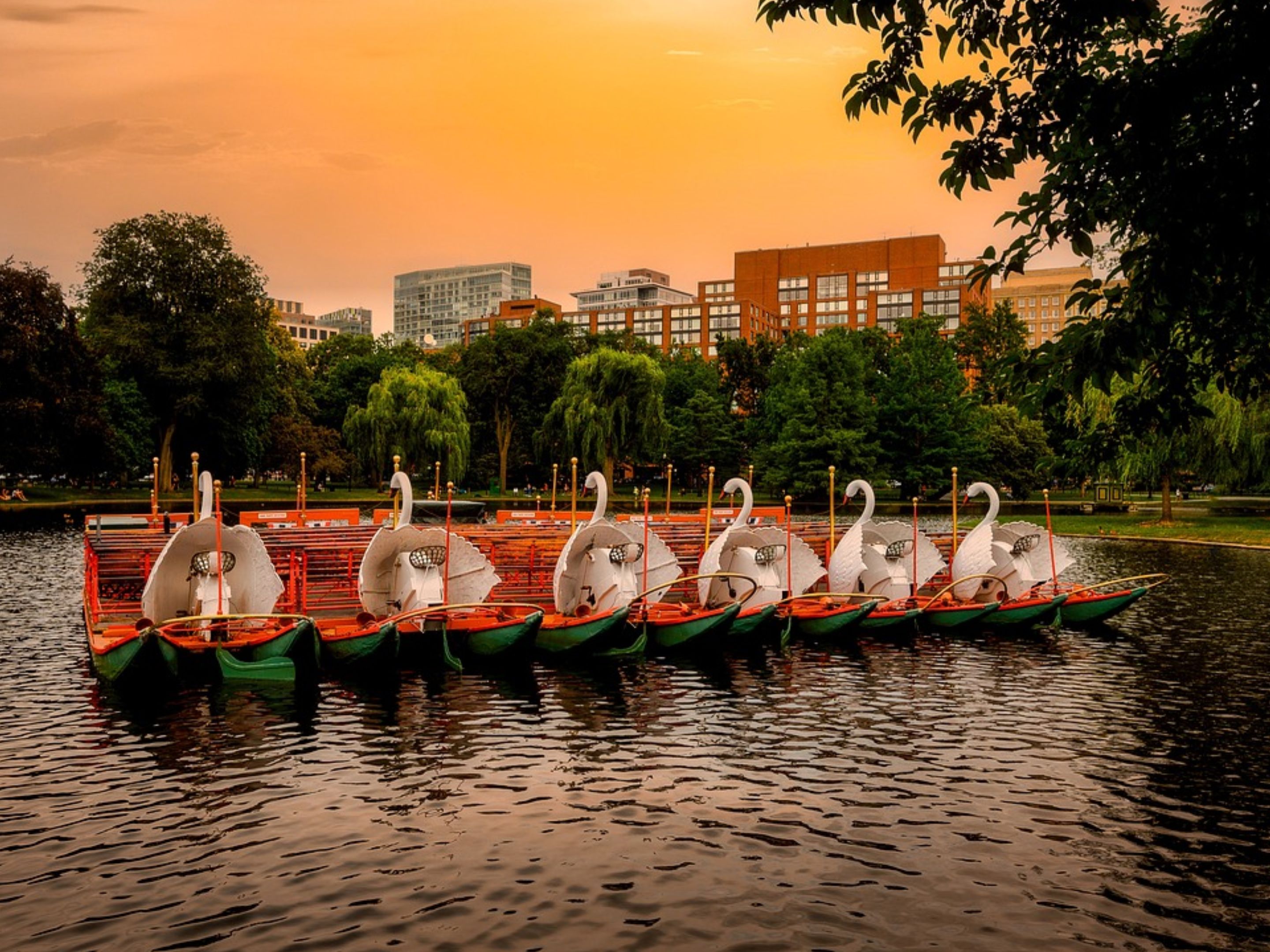 Swan Boats in the Boston Public Garden lagoon. 