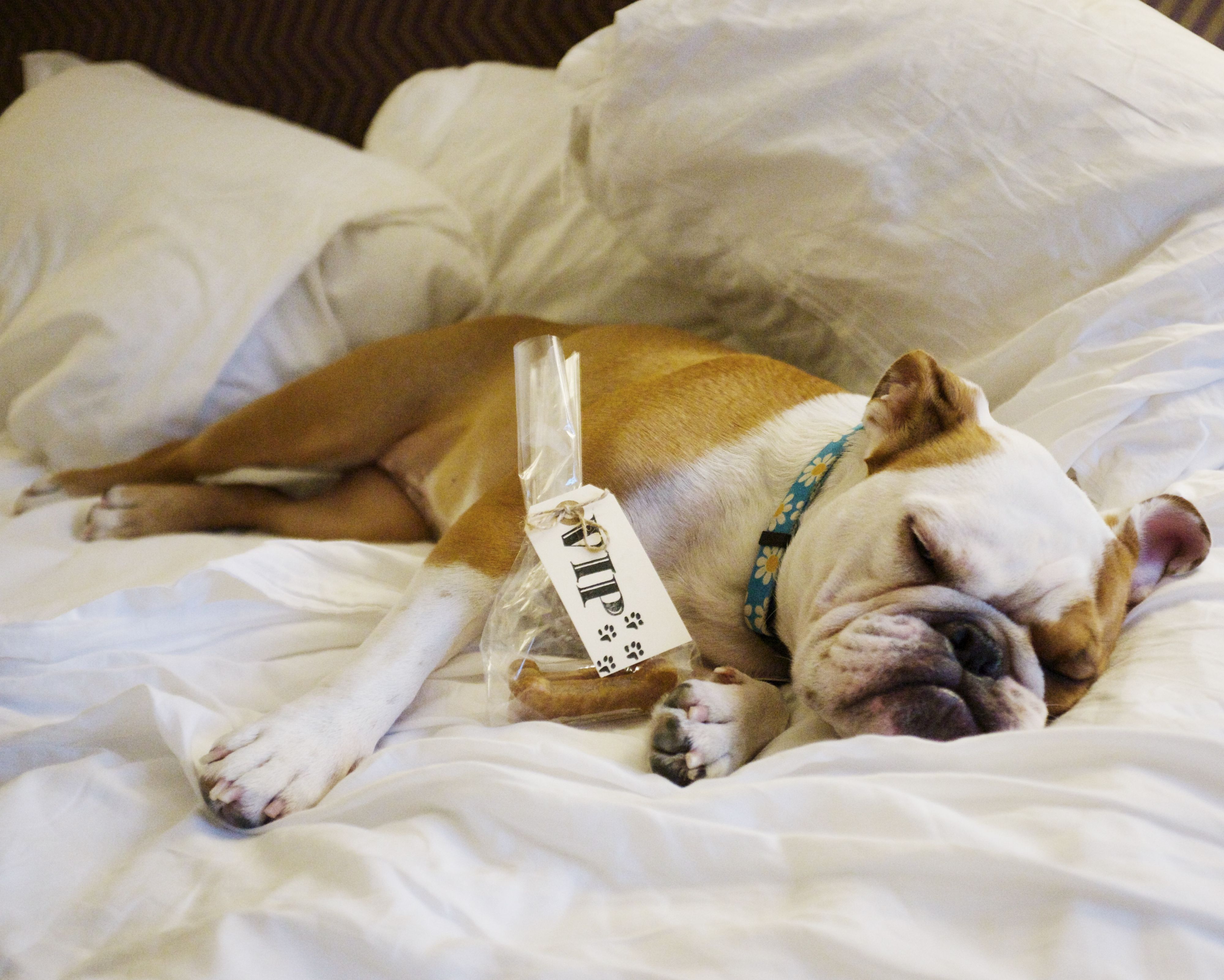 english bulldog puppy on bed 