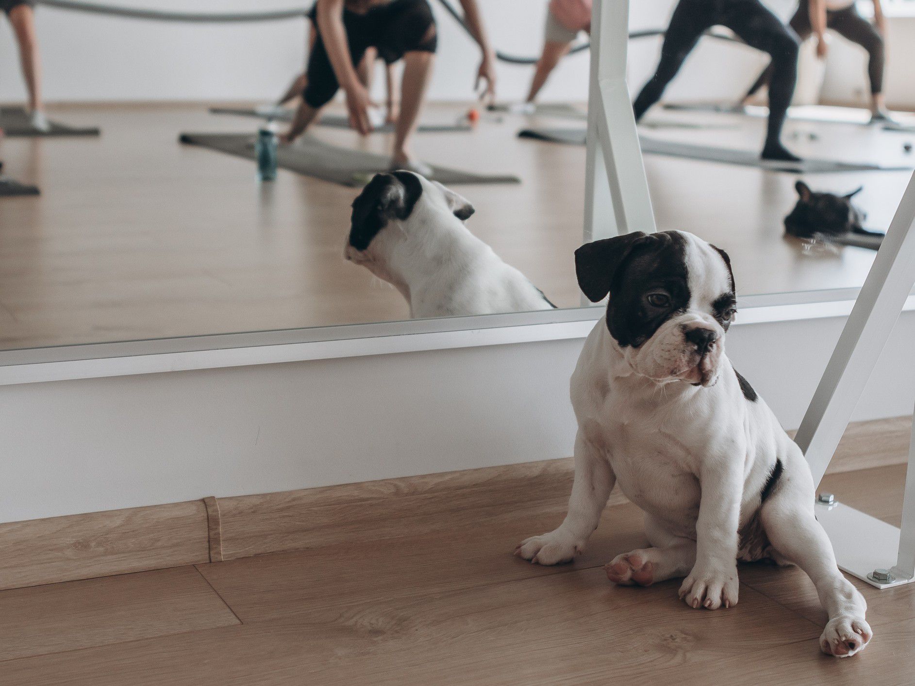 puppy sitting down at yoga class