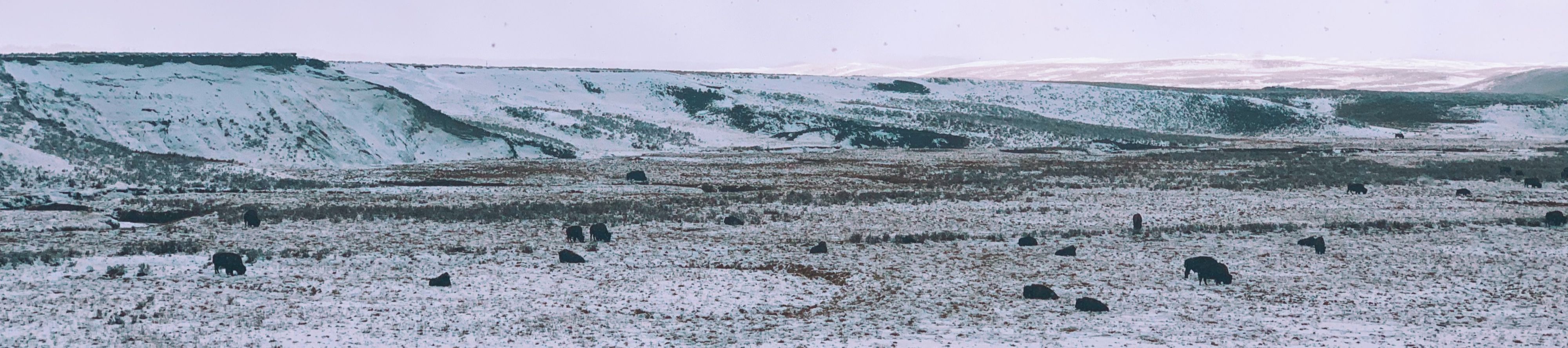 Lamar Valley with buffaloes in the foreground