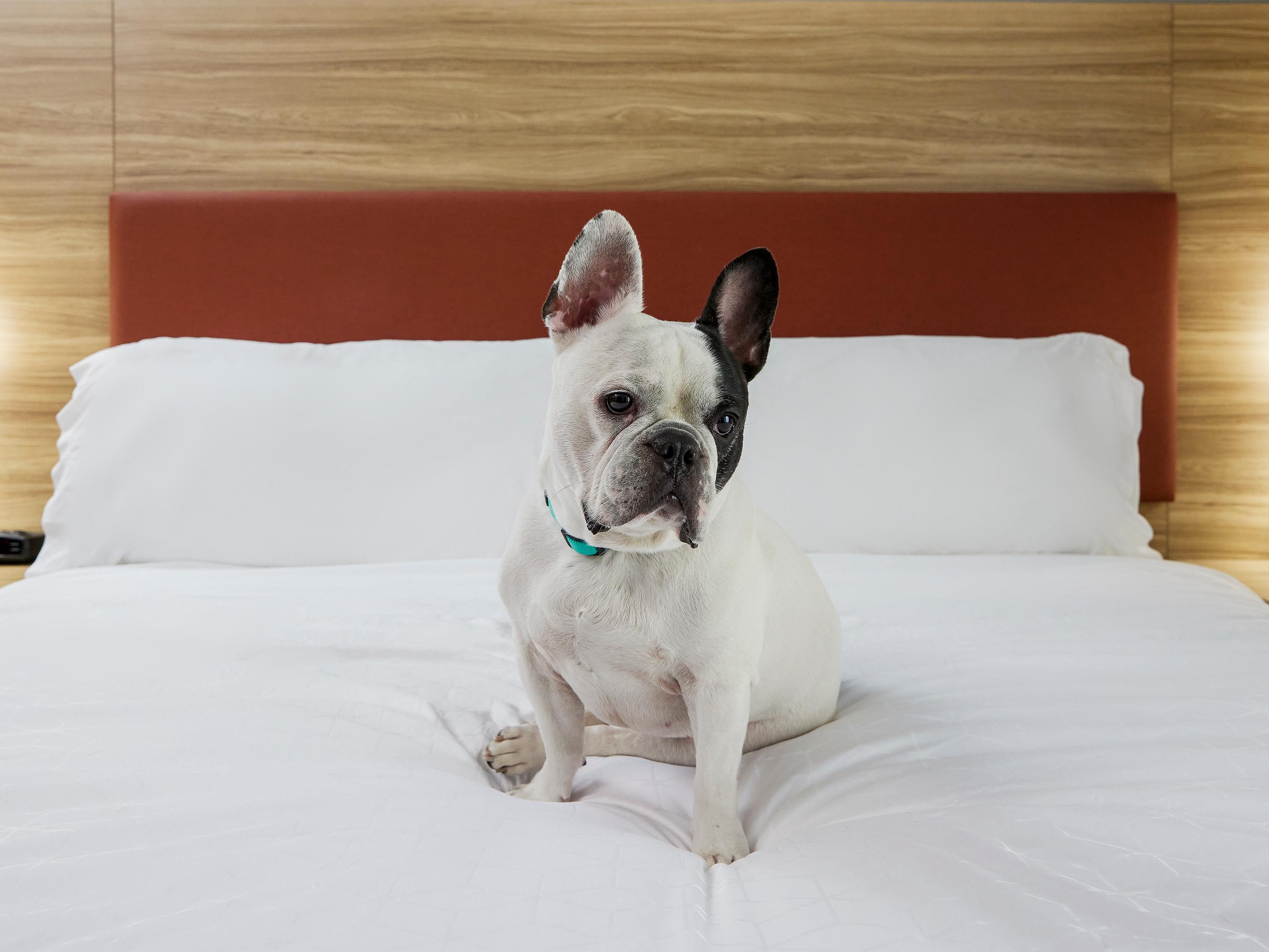 ¿Viajas con una mascota? ¡Candlewood Suites London, ON le da la bienvenida a sus amigos peludos! Con habitaciones que se admiten mascotas y paseos pintorescos cerca de Westminster Ponds, es la estancia perfecta tanto para usted como para su compañero de cuatro patas. Se aplican tarifas y restricciones. 