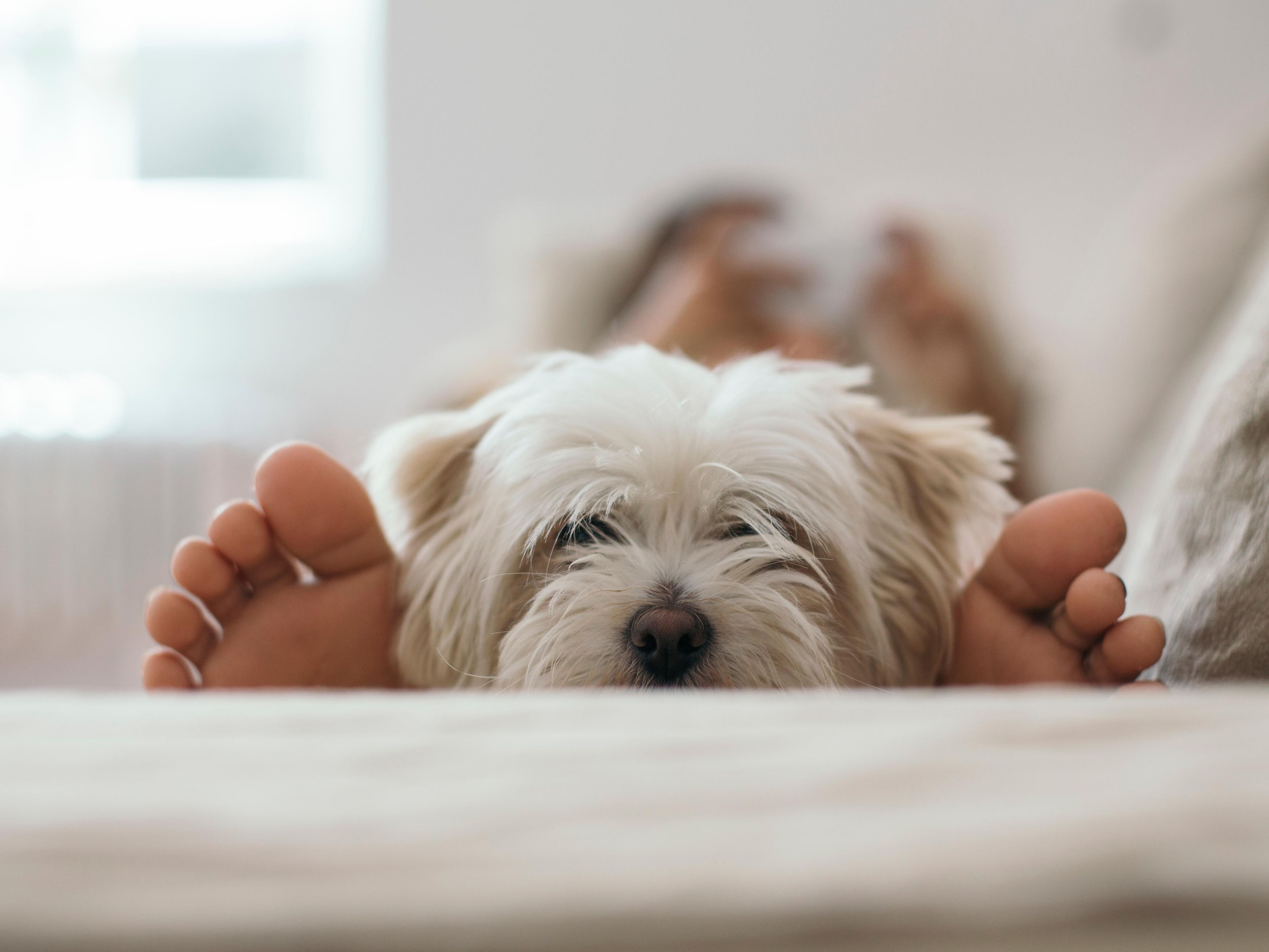 It’s hard to leave your best buddy at home when you’re traveling for extended periods, so we provide a pet friendly experience at Candlewood Suites.
