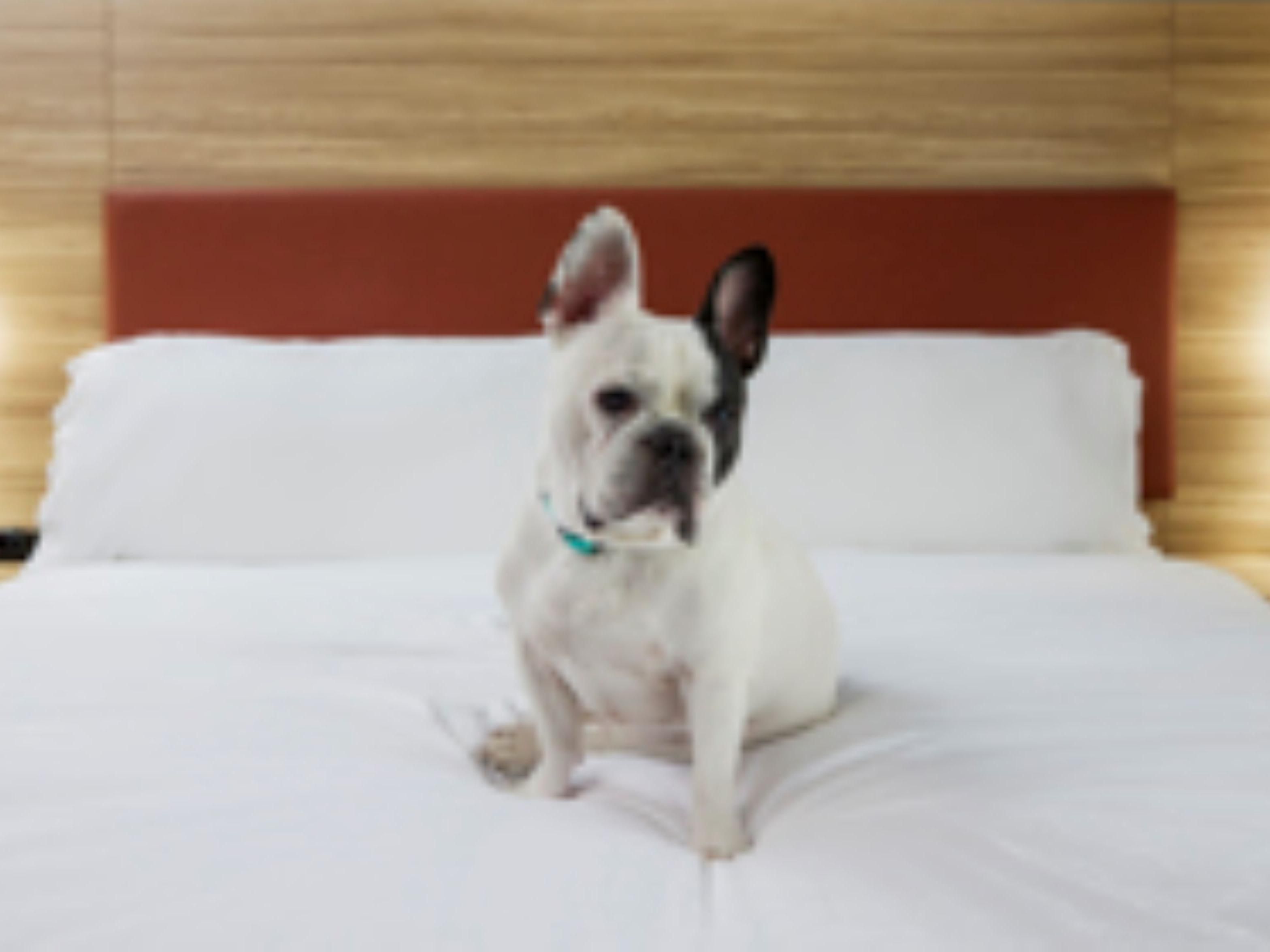 We are pleased to welcome pets at our hotel in Oxford, AL. For a pet deposit fee of 150 USD, we allow pets weighing under 60 lbs. For outdoor enjoyment, take your dogs to the nearby Cheaha State Park or Talladega National Forst.  
