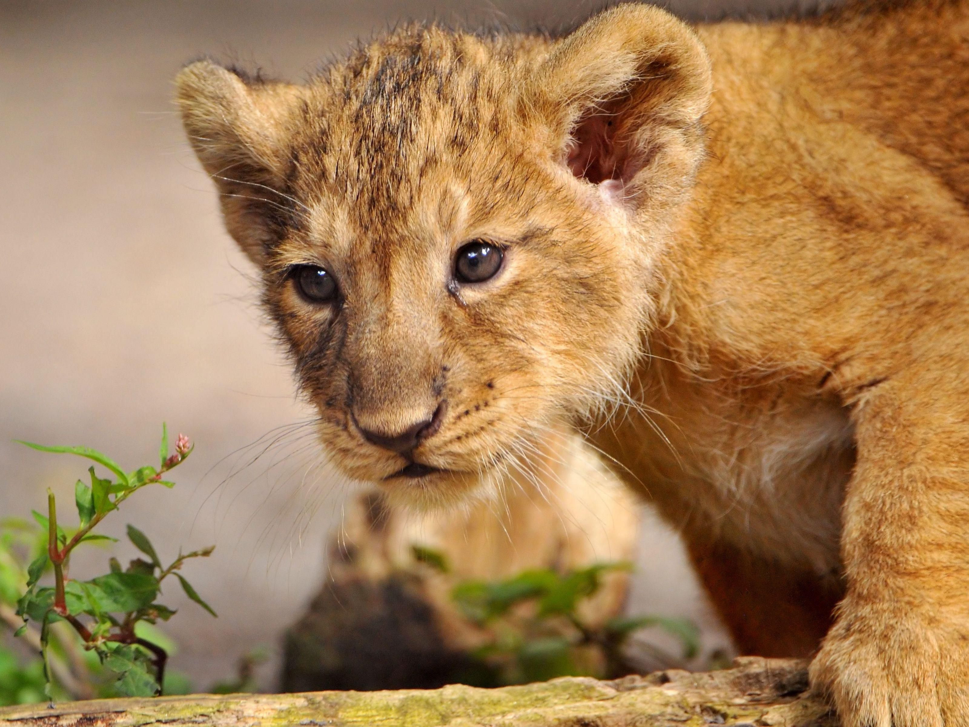 يُعد منتزه بالبوا أحد المعالم التاريخية الوطنية ، وهو موطن لحديقة حيوان سان دييغو ، ومتحف سان دييغو للطيران والفضاء ، ومتحف التاريخ الطبيعي ، ومركز علوم الأسطول ، وحديقة الصداقة اليابانية والمبنى النباتي ، ومسرح أولد جلوب. جربها وشاهد ما يناسبك في 1 ، 200، أرض العجائب المصممة ببراعة والإلهام.