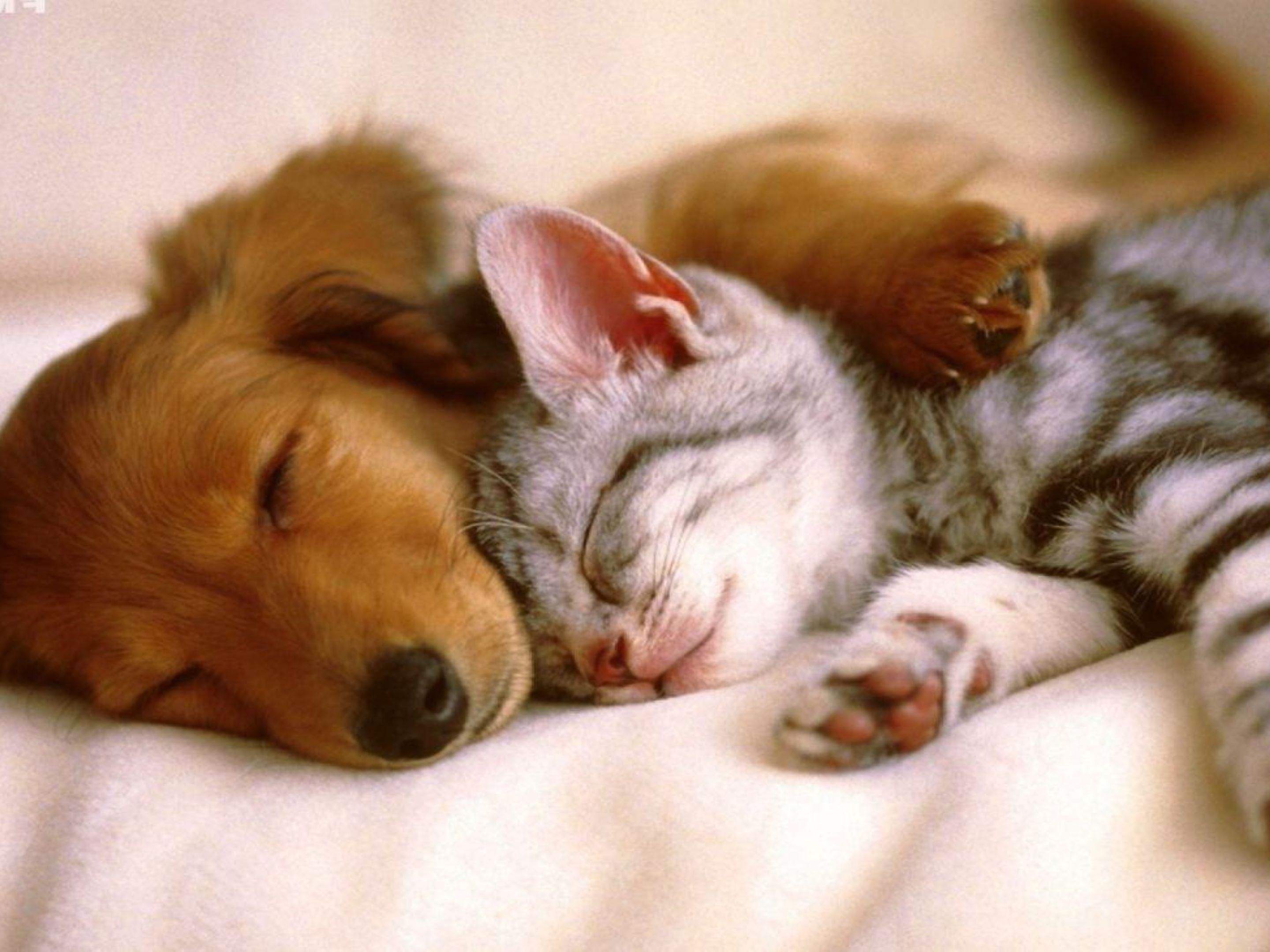 PetFriendly Hotel in Tupelo, MS Candlewood Suites Tupelo North