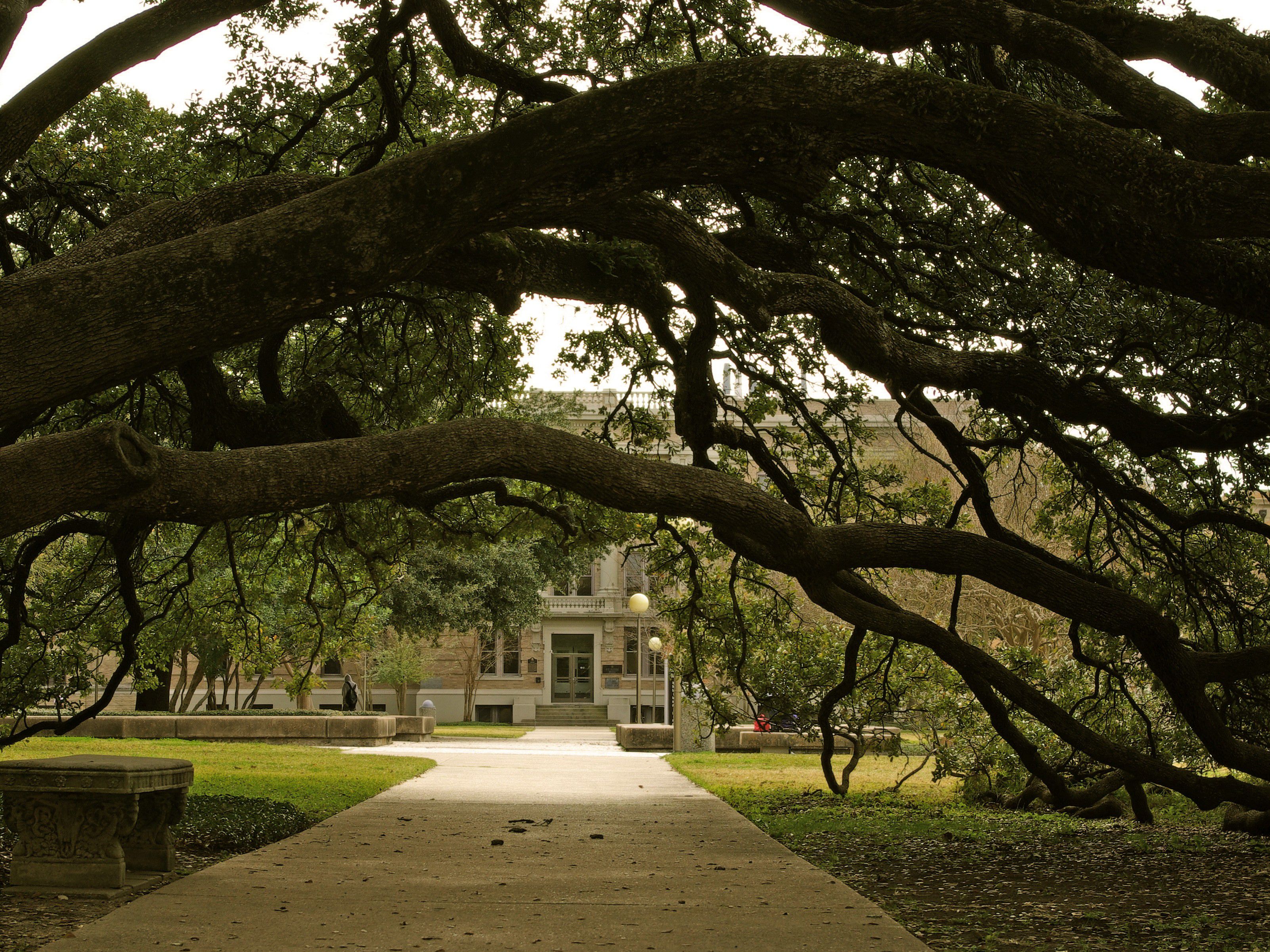 Century Tree at Texas a&m university campus