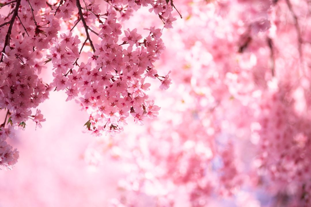 Image of cherry blossoms in a tree