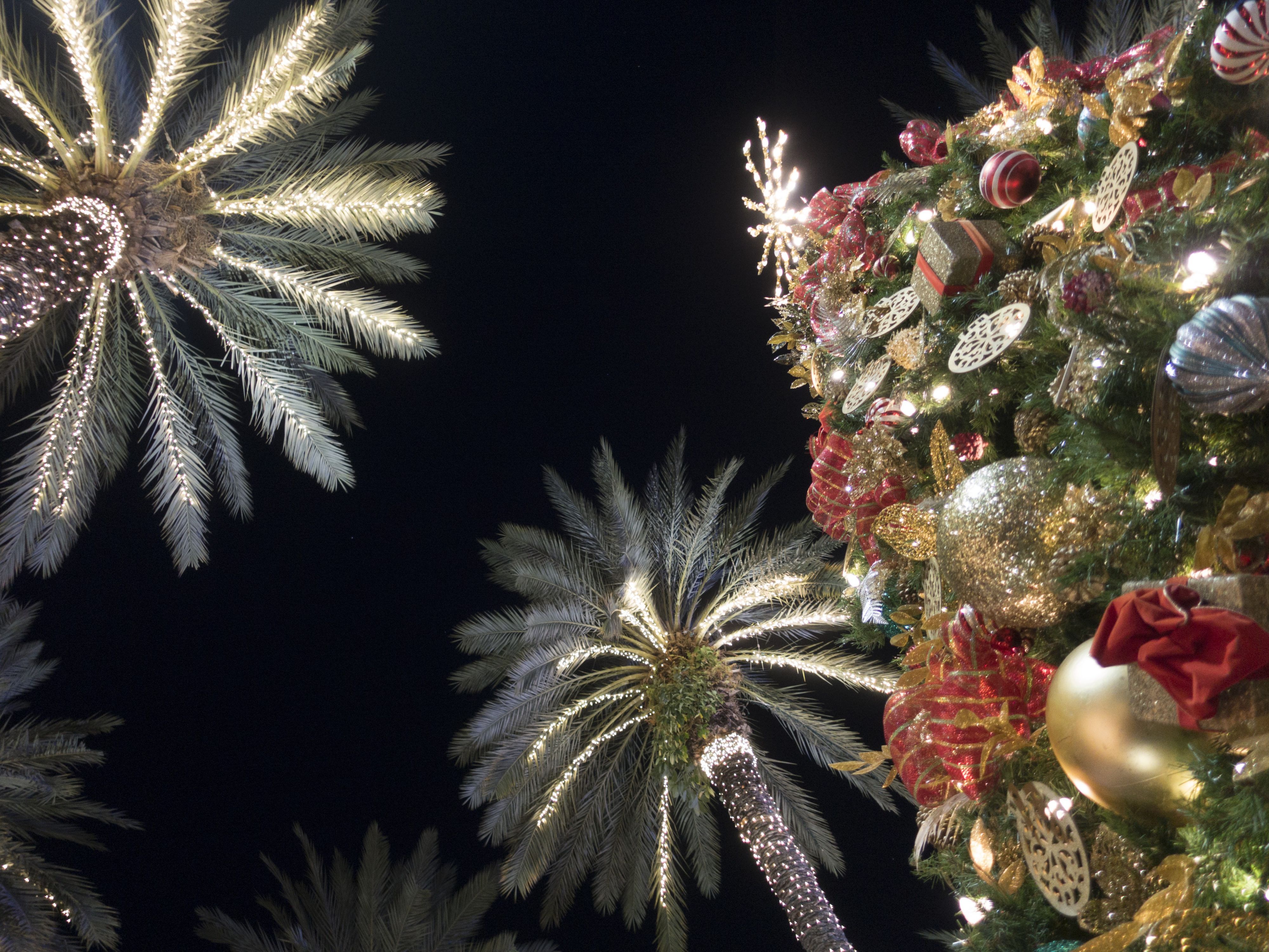 Palm trees and decorated Christmas tree at night in Brickell
