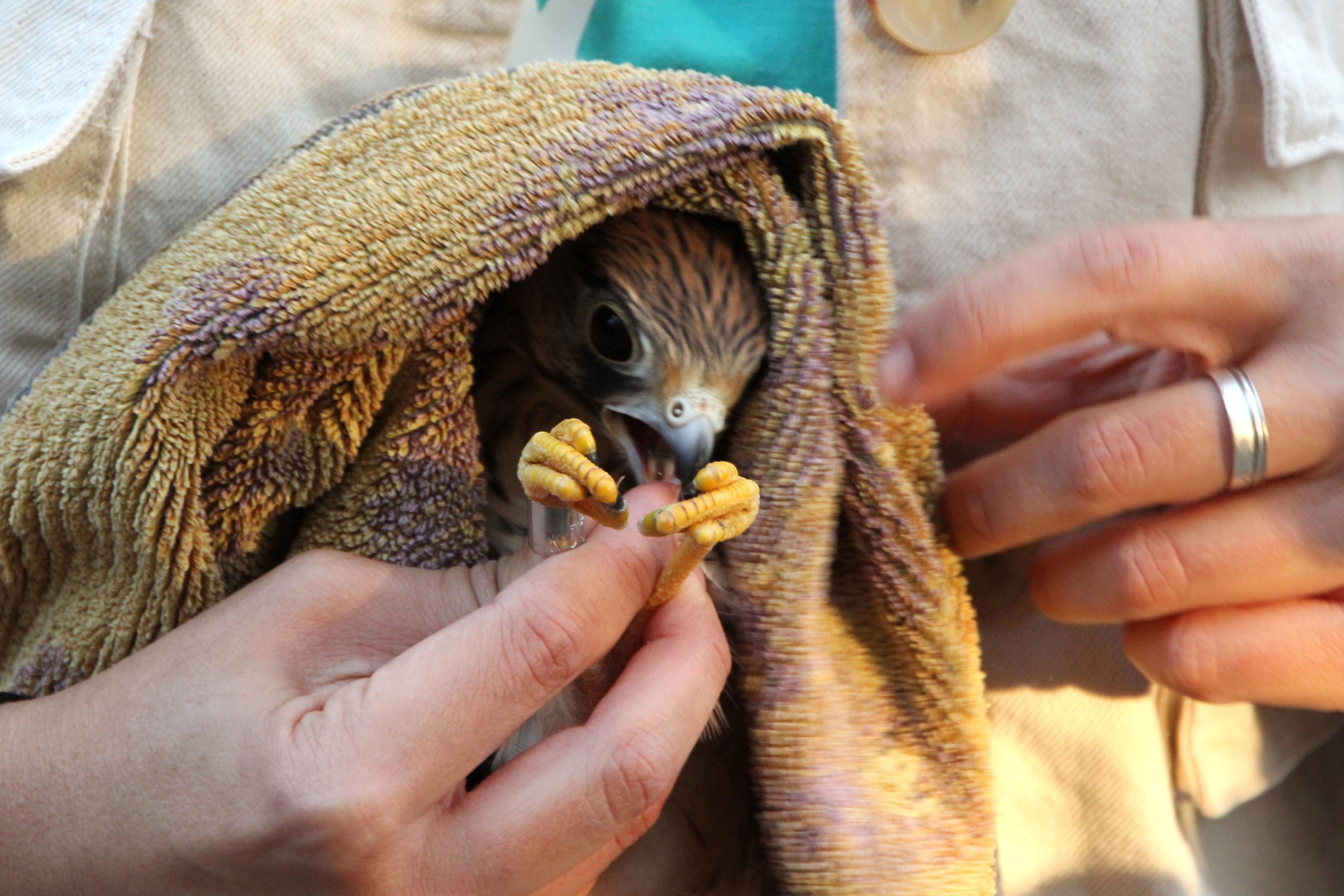 animal rescuer with a baby hawk