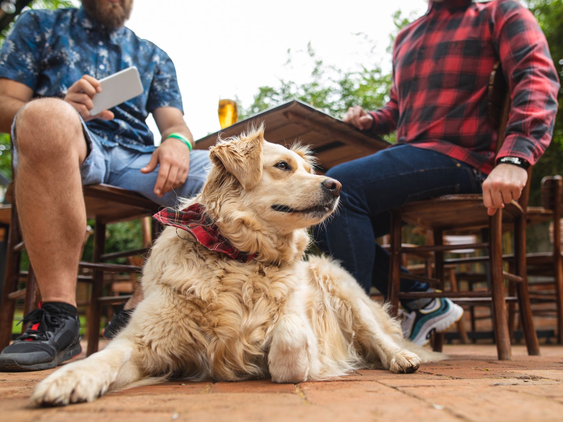 dog at a restaurant