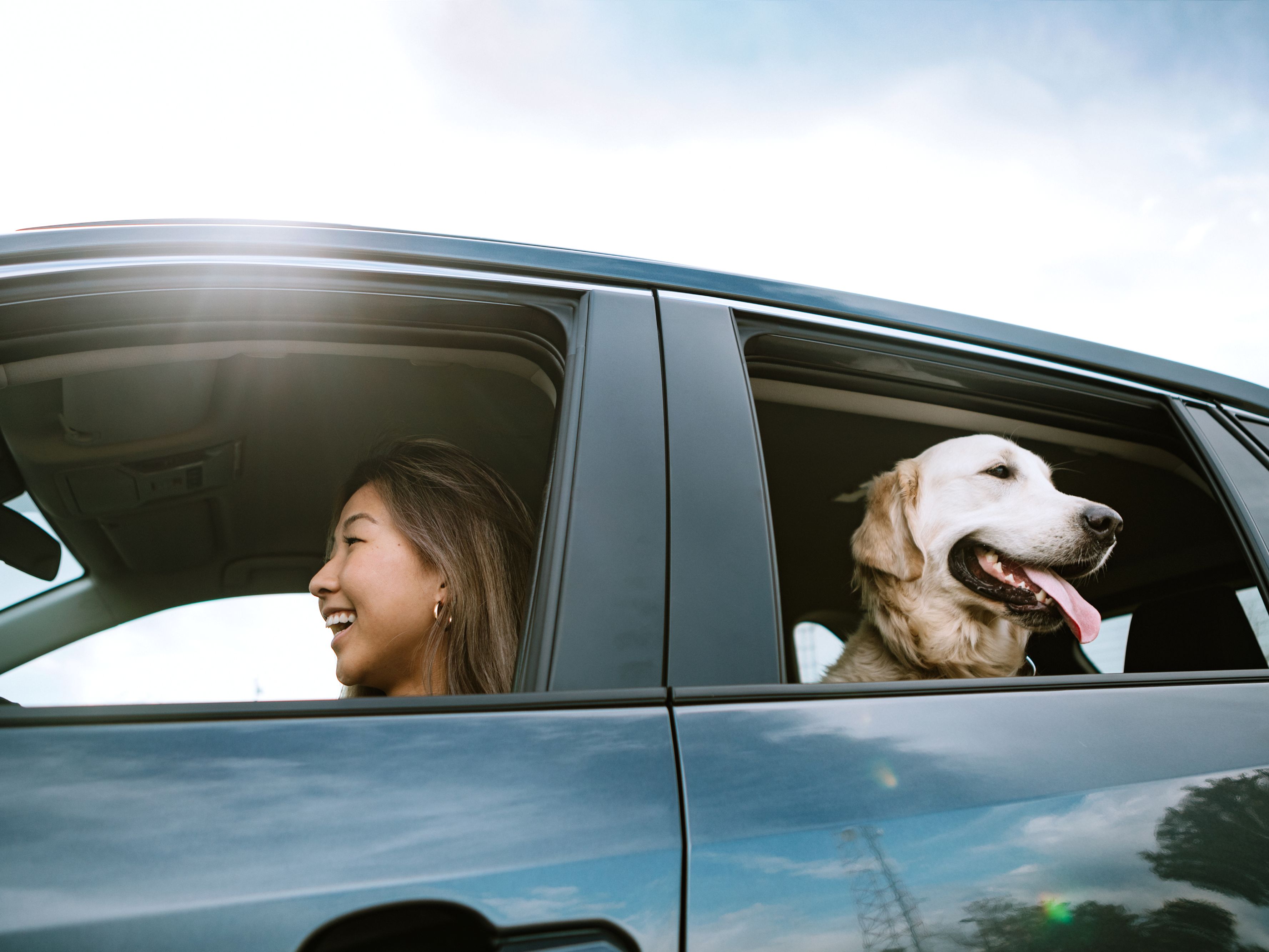 dog in car