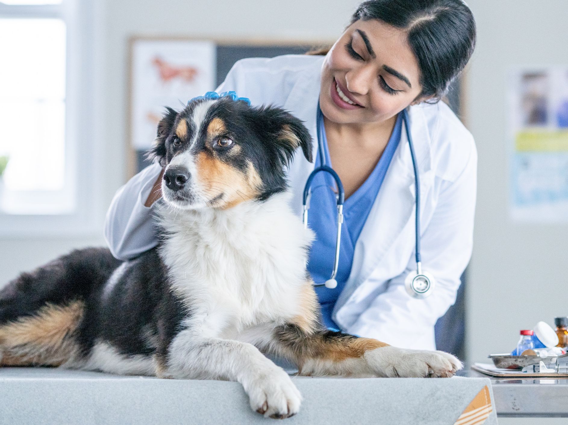 Veterinarian treating dog