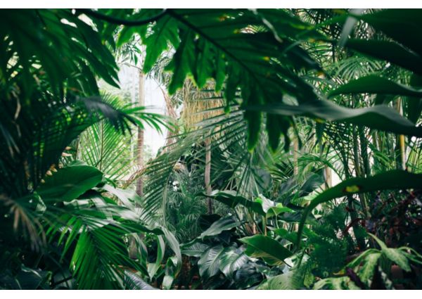 Botanical Garden