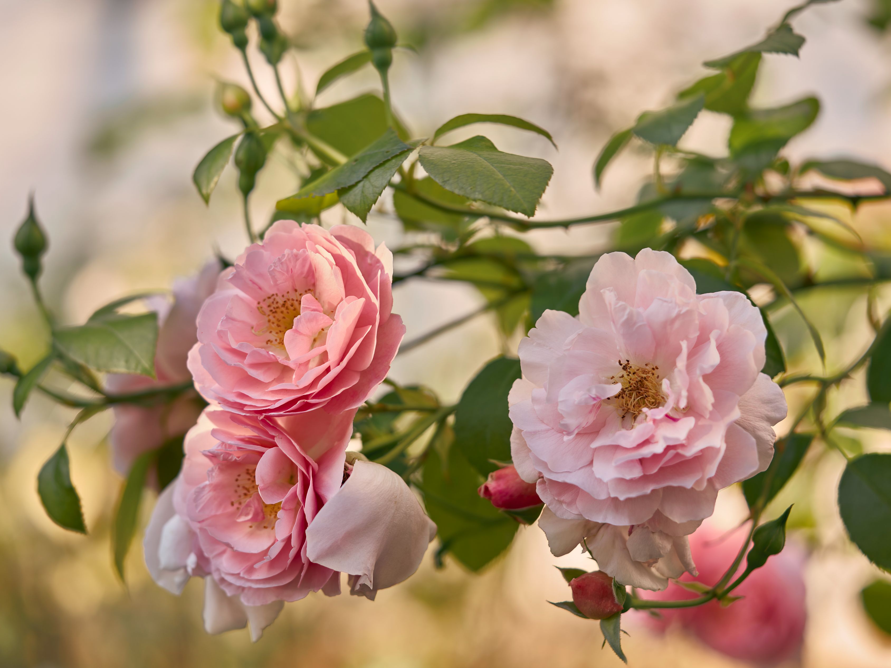 Pink roses
