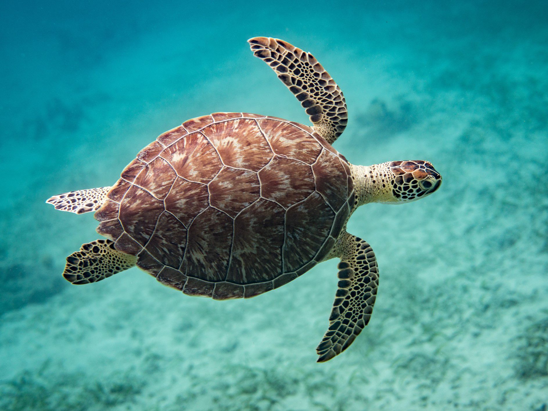 Sea turtle in the ocean