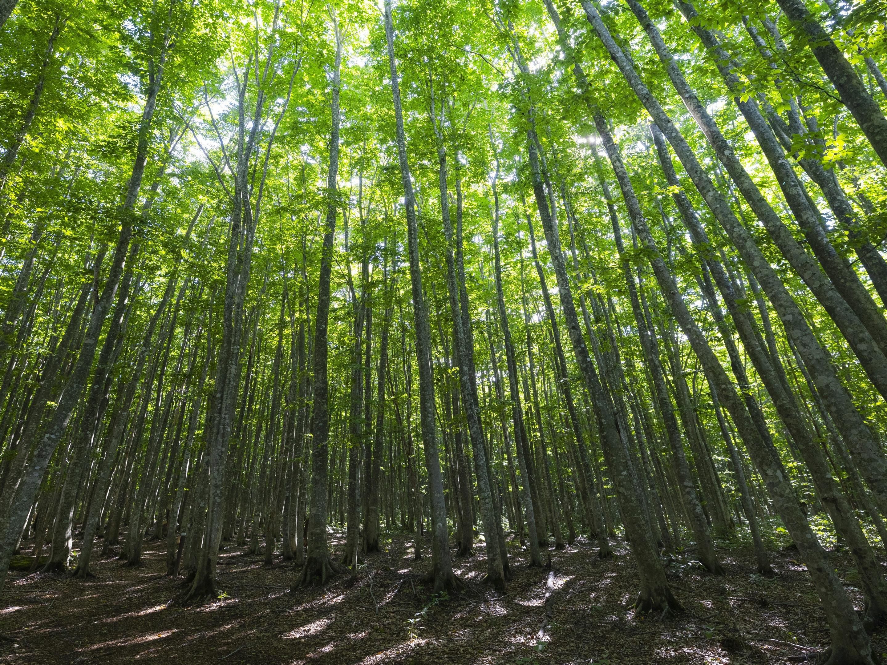 かつては放牧地であった中のまきばと、森林浴の森100選のブナの二次林で安比高原の今と昔やブナの森の魅力をガイドがご案内します。春～夏は新緑、秋には日の光にまるで黄金に輝くような“黄葉”のブナ林など季節ごとの美しい風景と様々な植物が楽しめます。 詳細は安比高原公式ホームページをご確認ください。