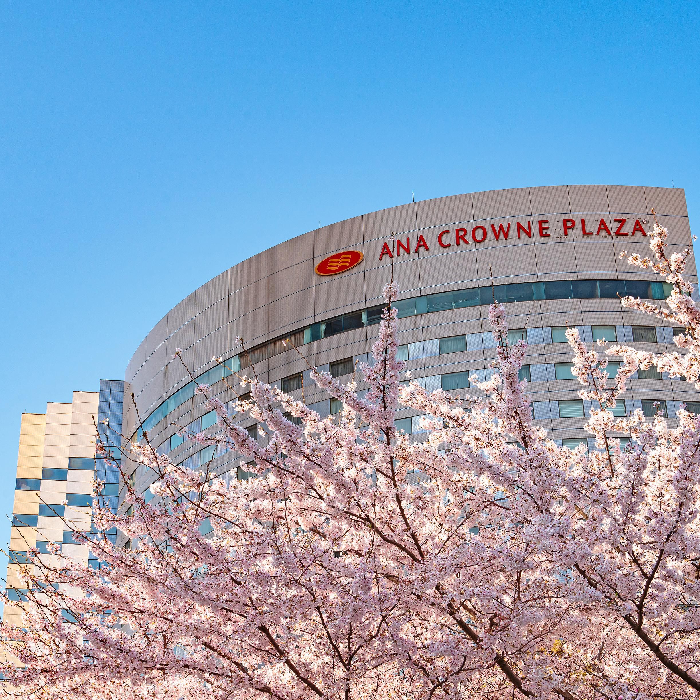 Hotel exterior in spring with beautiful cherry blossoms