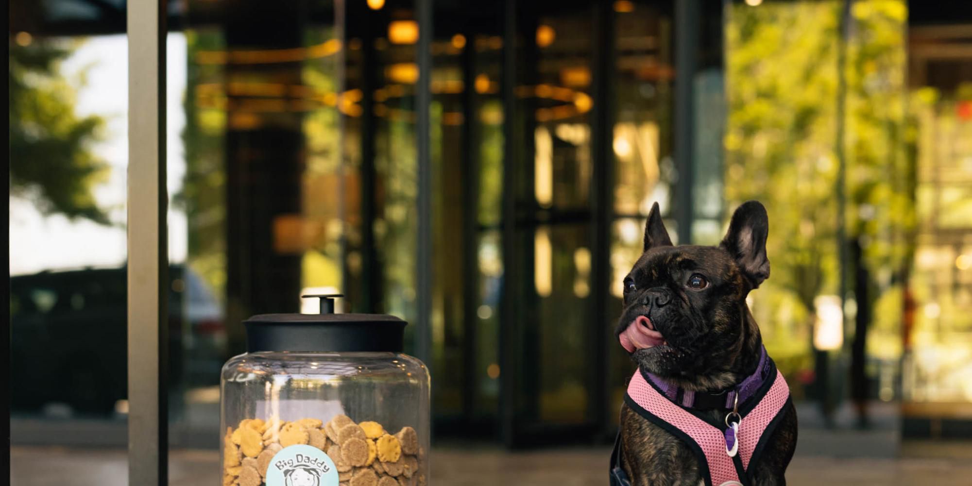 Travel with your furry companions and feel right at home. Our pet-friendly policy ensures all guests. two- and four-legged, feel welcome. With nearby parks, pet-friendly outdoor dining, and plenty of green space, it’s easy to explore, relax, and keep tails wagging in Dunwoody.