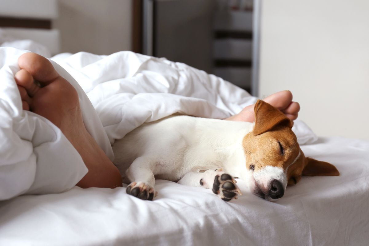 Bring your furry friend to our Atlanta pet friendly hotel