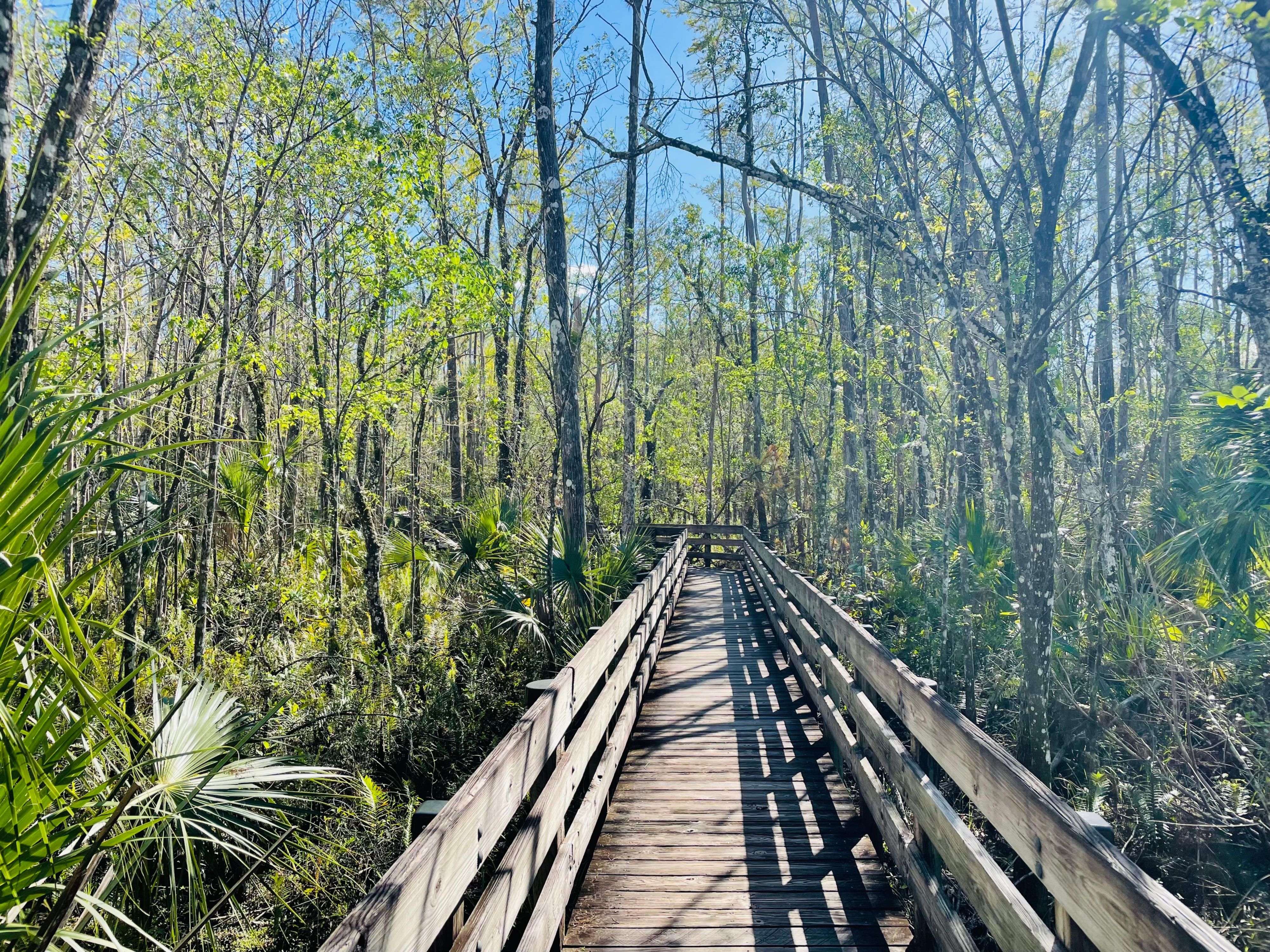 Six mile cypress slough preserve
