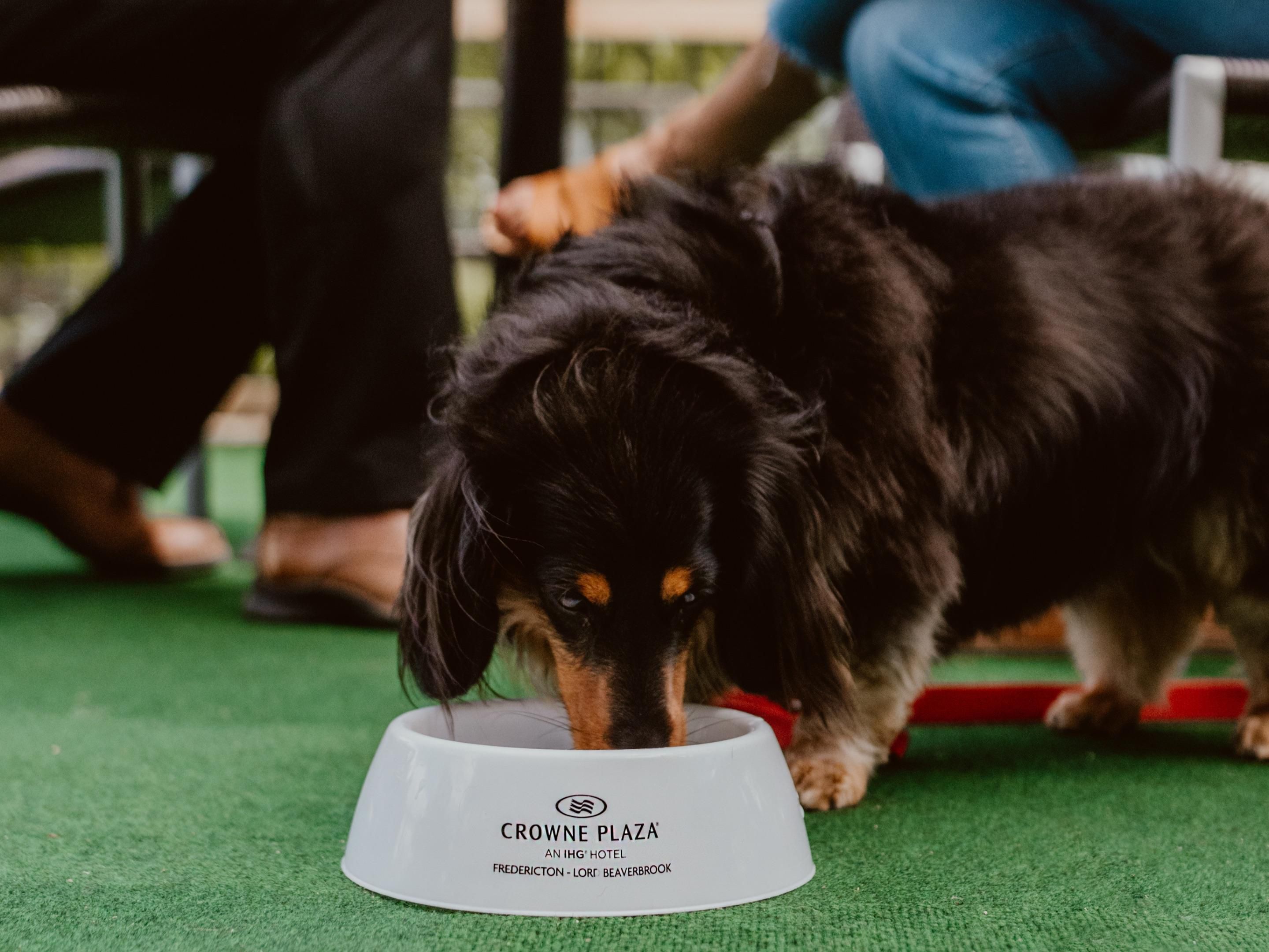 Crowne Plaza Fredericton-Lord Beaverbrook welcomes your furry companions with pet-friendly accommodations downtown. We accept up to two pets per room, with a $40 non-refundable fee per pet per stay. Because travel is better when the whole family comes along—even the four-legged ones.