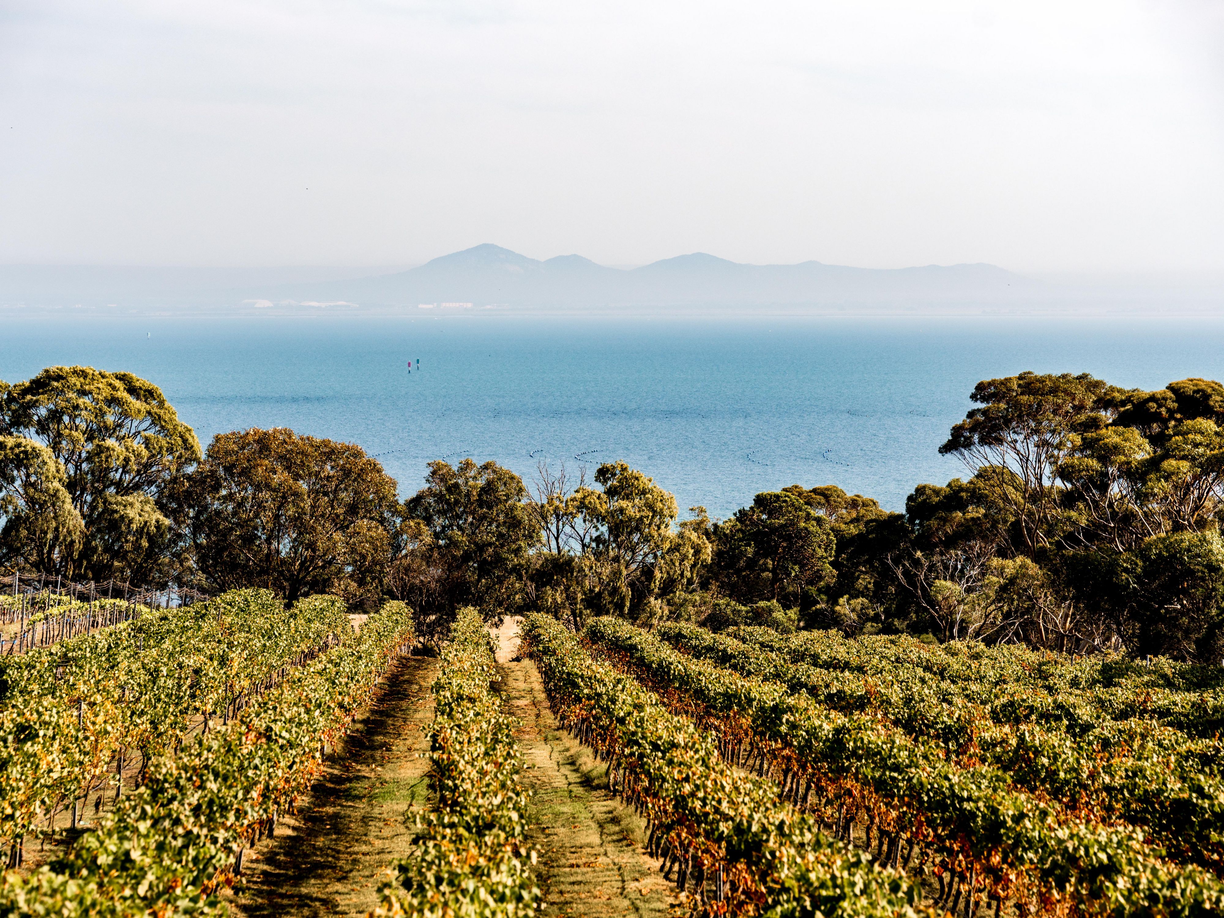 Terindah Estate Winery, Bellarine Peninsula