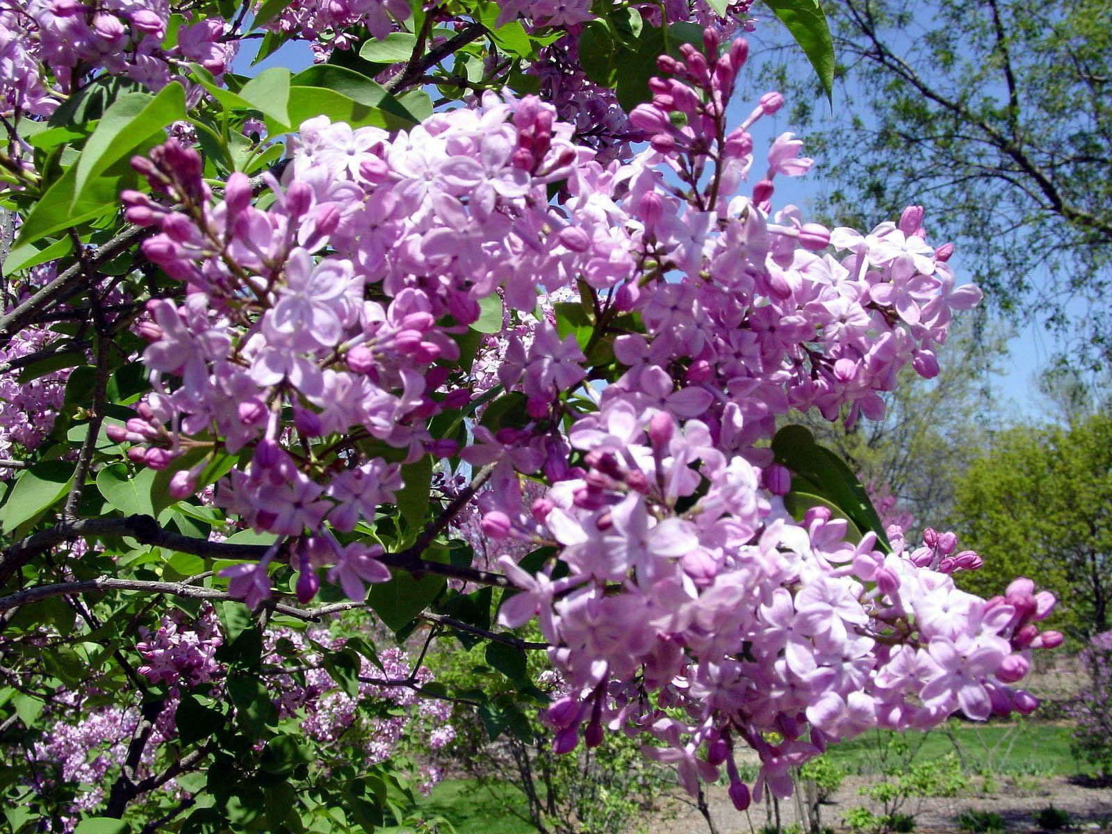 Lilacia Park is world-renown horticultural showcase that features over 700 lilacs and 35,000 tulips annually. The park was named to the National Register of Historic Places for its significant contribution to horticultural history in the United States. The park has numerous benches, walking paths, historic structures, scenic lookout areas and more.
