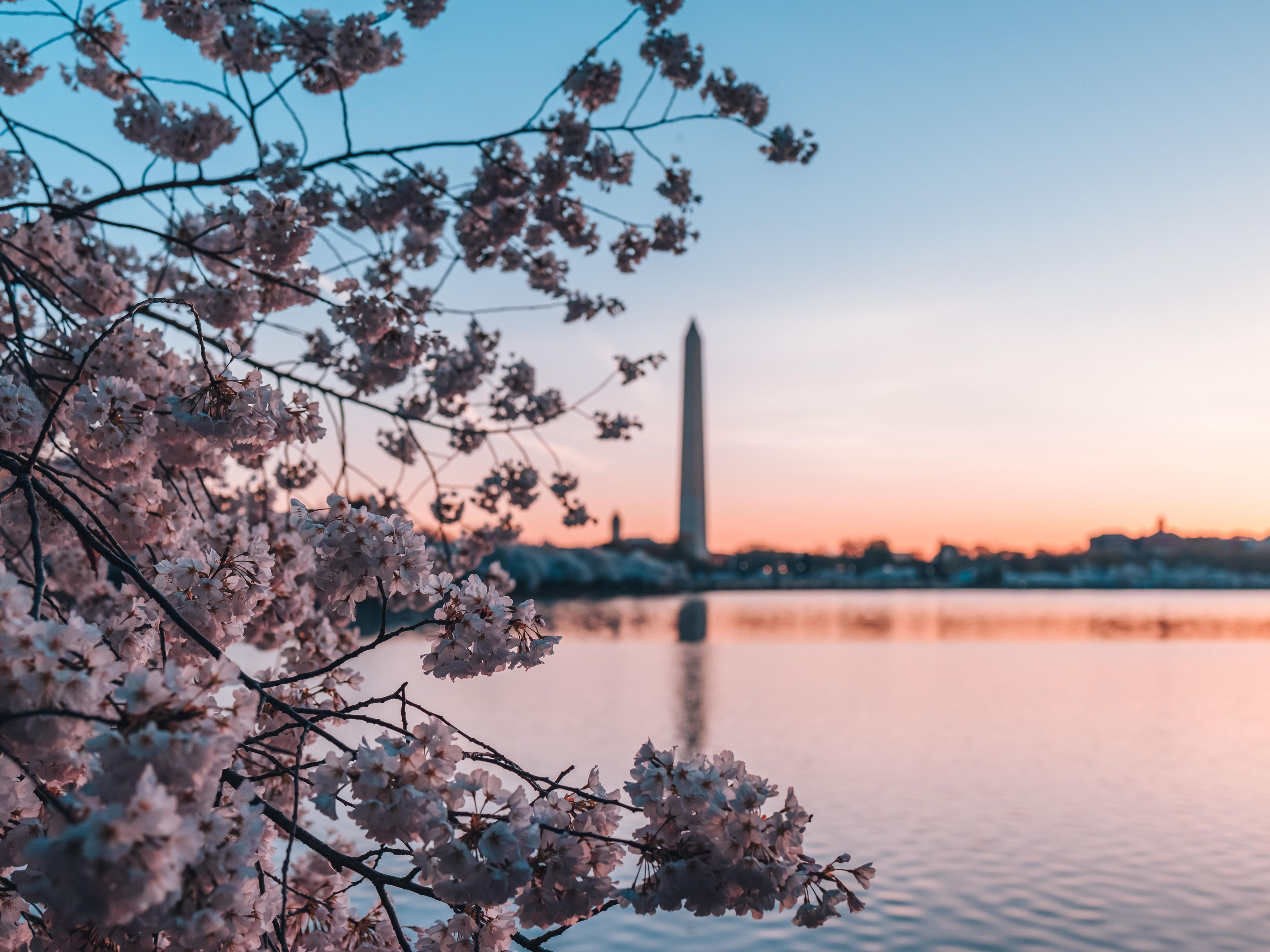 Stay For The Iconic Cherry Blossoms