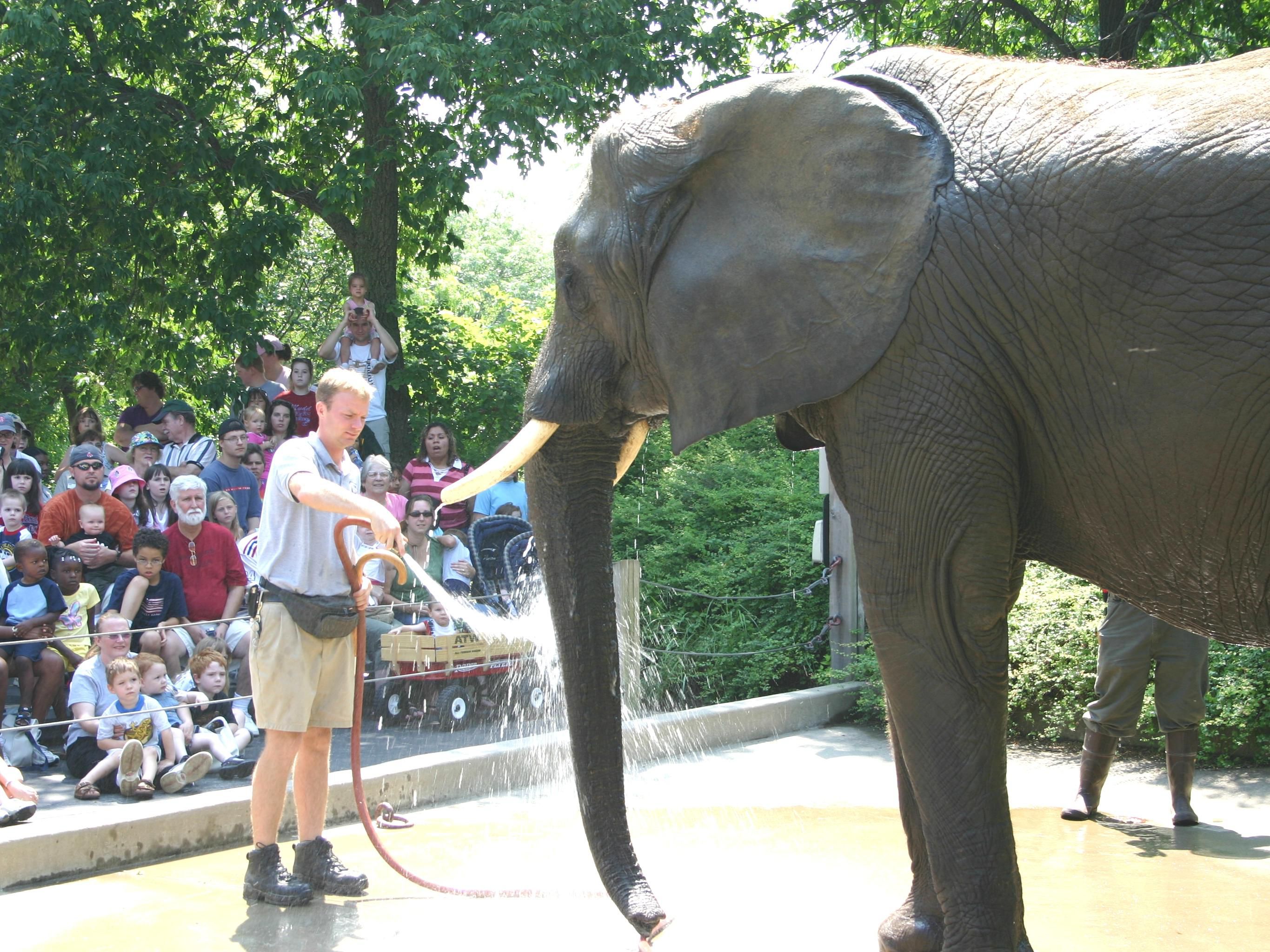 zoo keepers and elephant