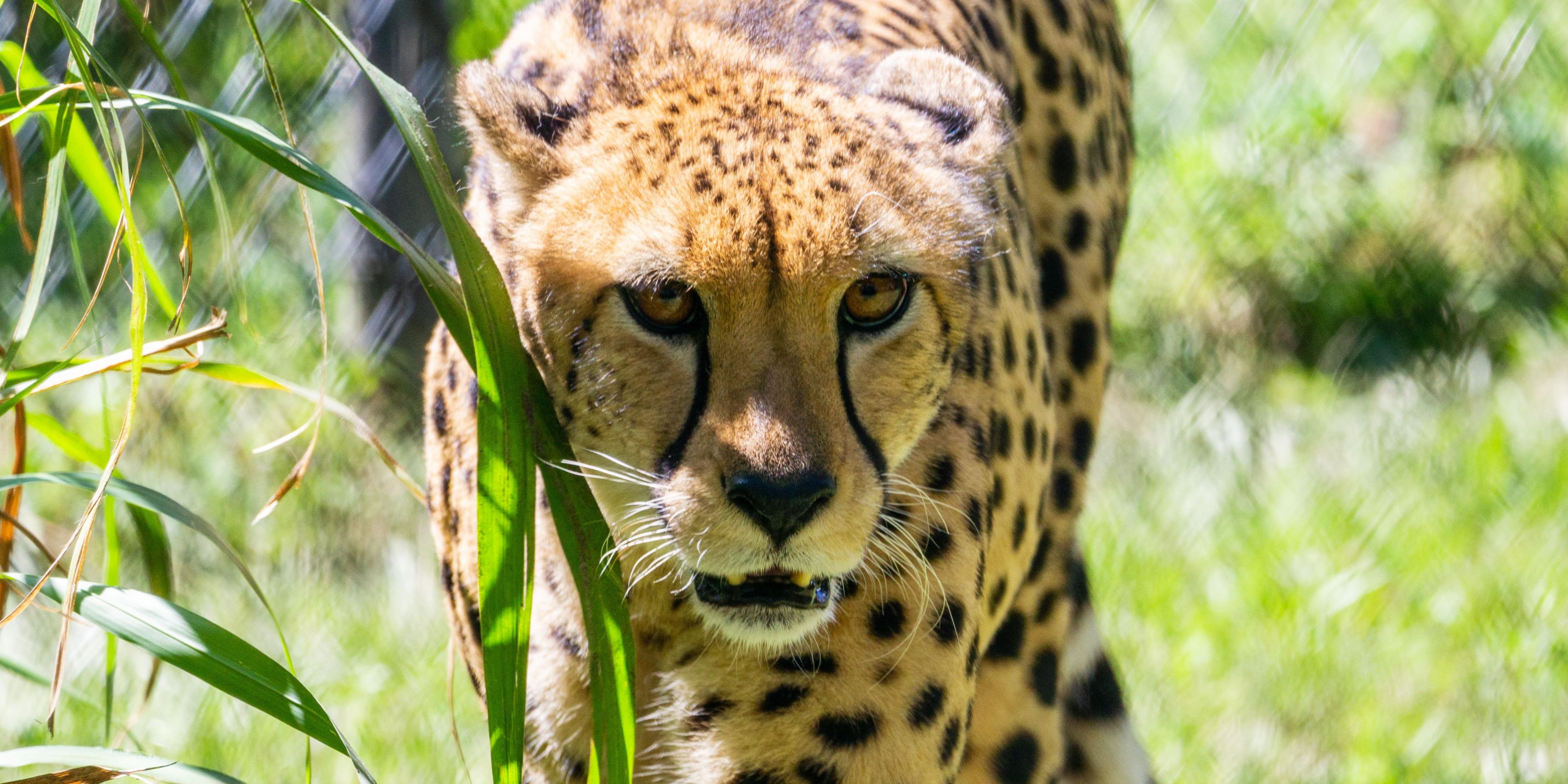 Cheata walking towards the camera