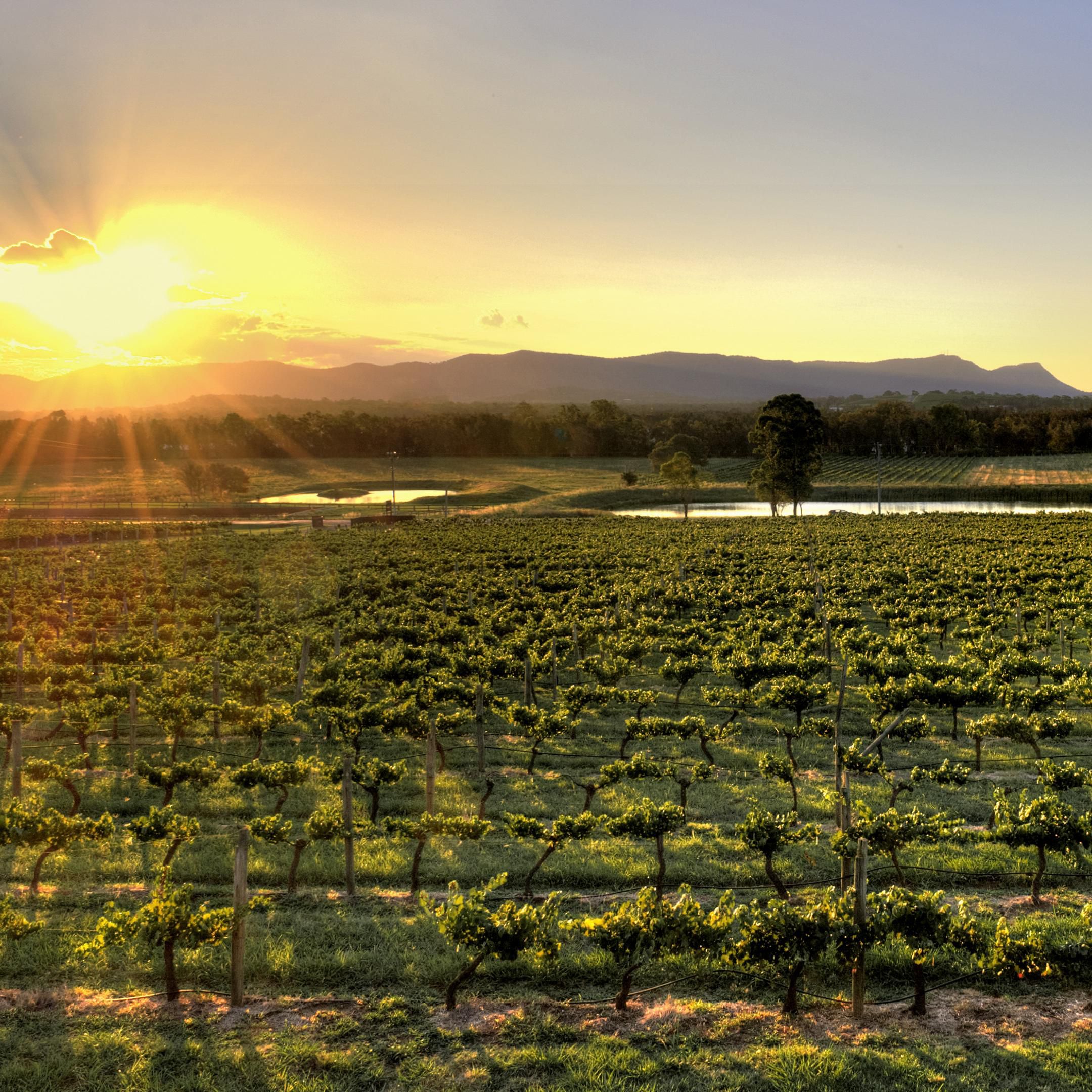 Over 150 wineries to visit in the Hunter Valley