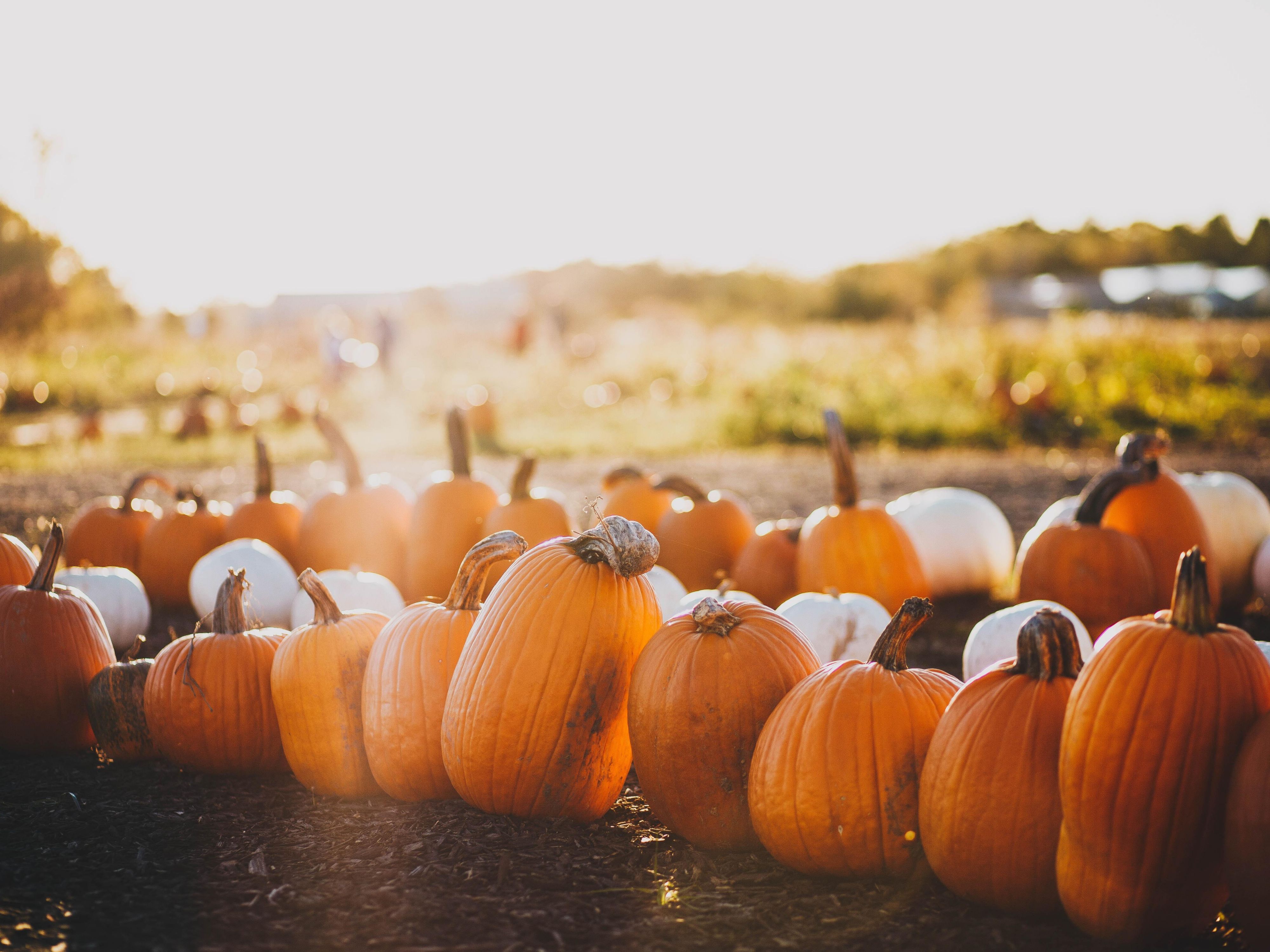 Row of pumpkins