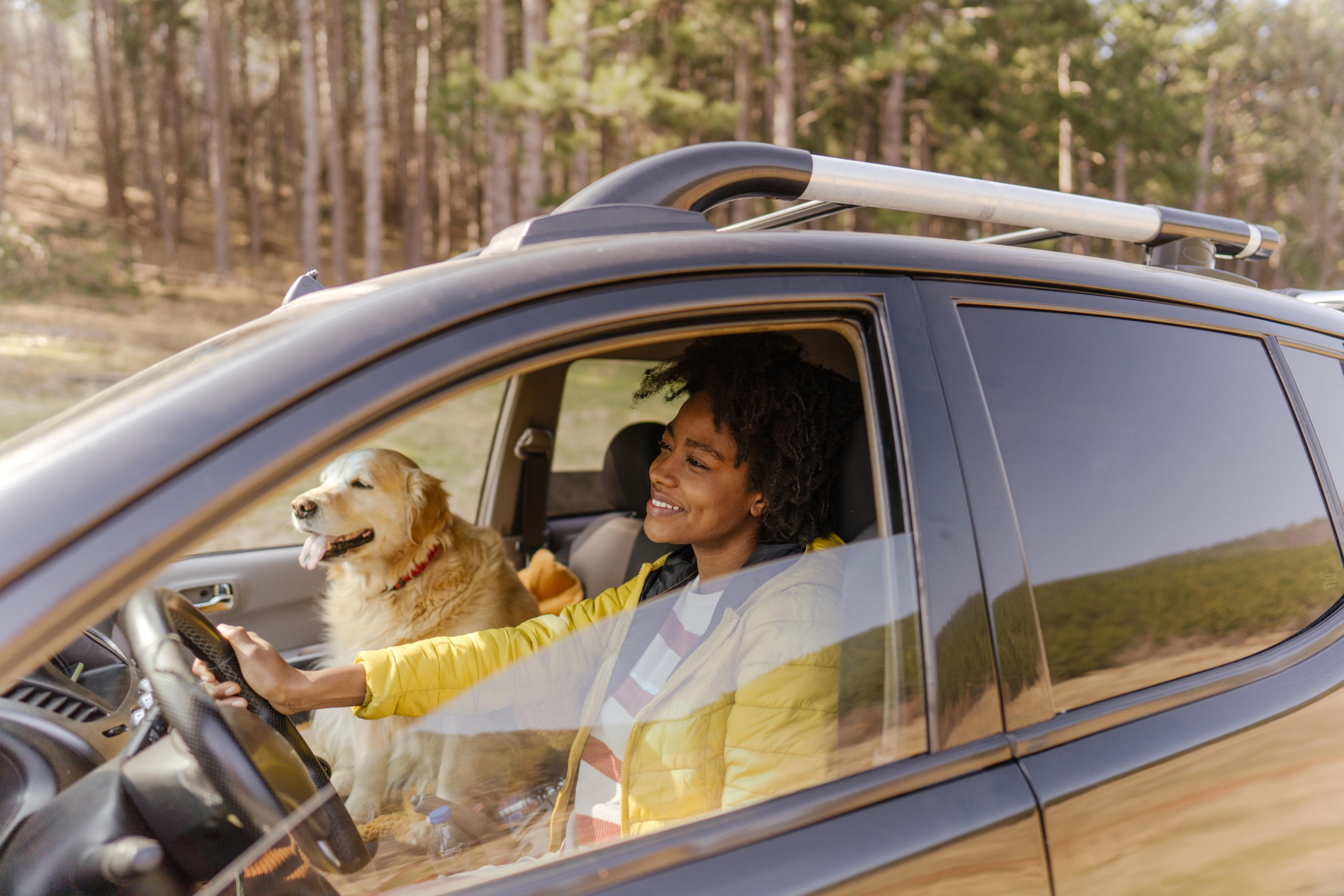 person driving with dog