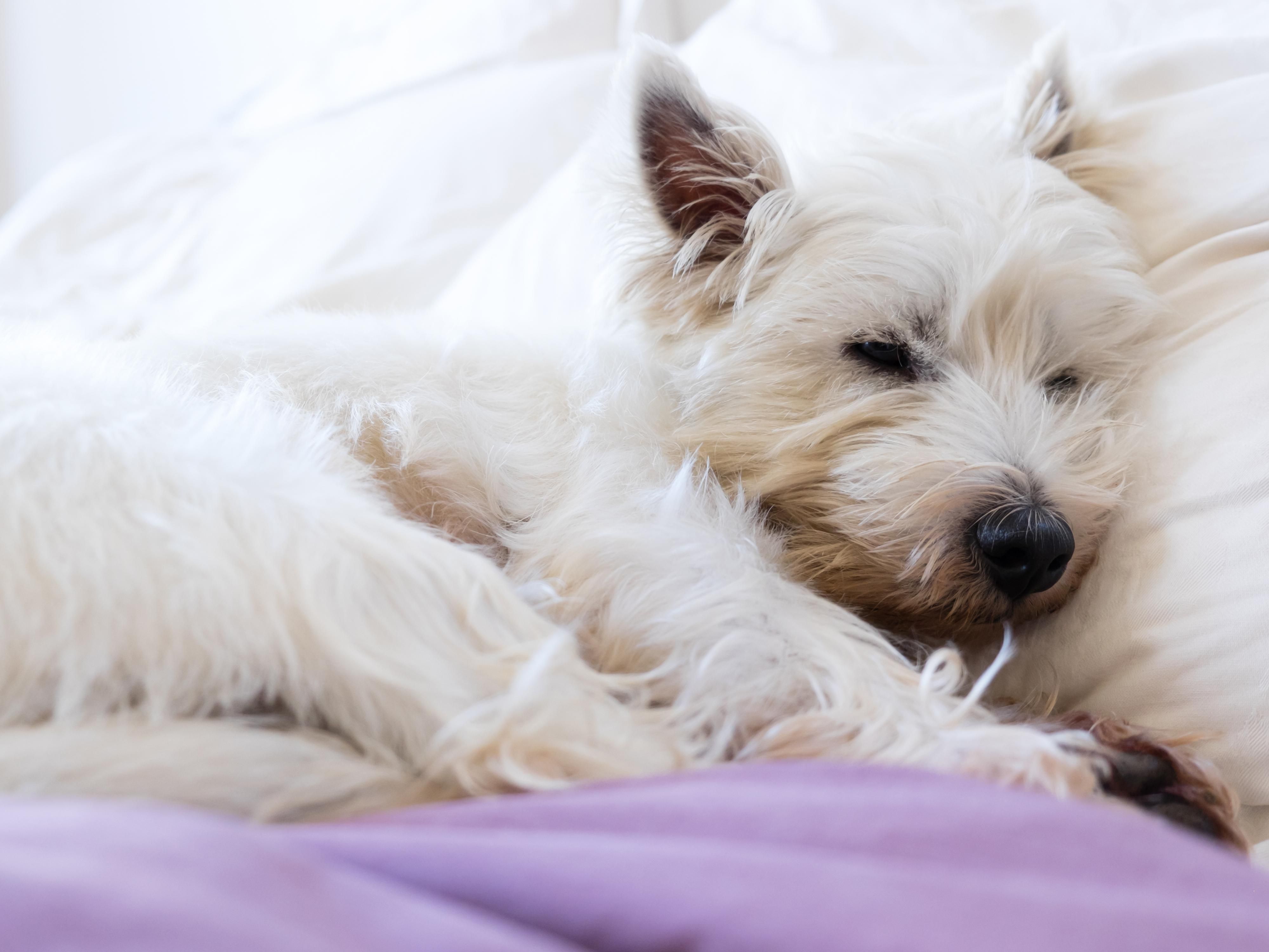 The Crowne Plaza Palo Alto is a pet-friendly hotel with access to an on-property dog park. We welcome dogs and cats up to 50 lbs. with a $50 fee, per pet, per stay. Book our Pet Getaway Package for an additional discount on the pet fee, plus special welcome treats upon arrival. Please contact us in advance when planning to bring your furry friend. 