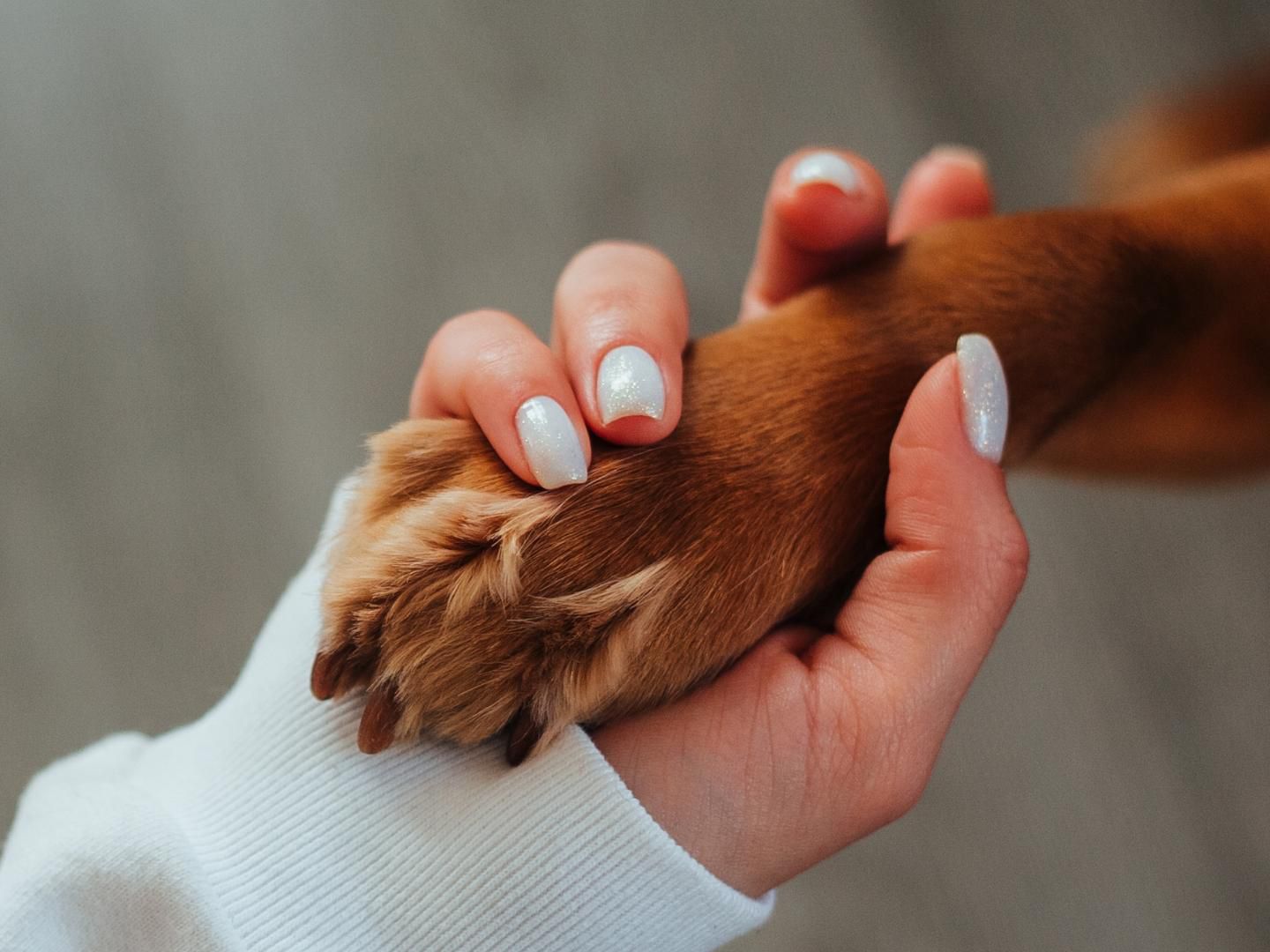 Treat yourself to a stay with your four-legged friend – we’ll be happy to welcome you both and help you discover Venice and its surroundings together. Our pet policy includes a supplement of €10 per night. Upon arrival, you’ll find a little welcome gift in your room! Just remember to mention it when booking.