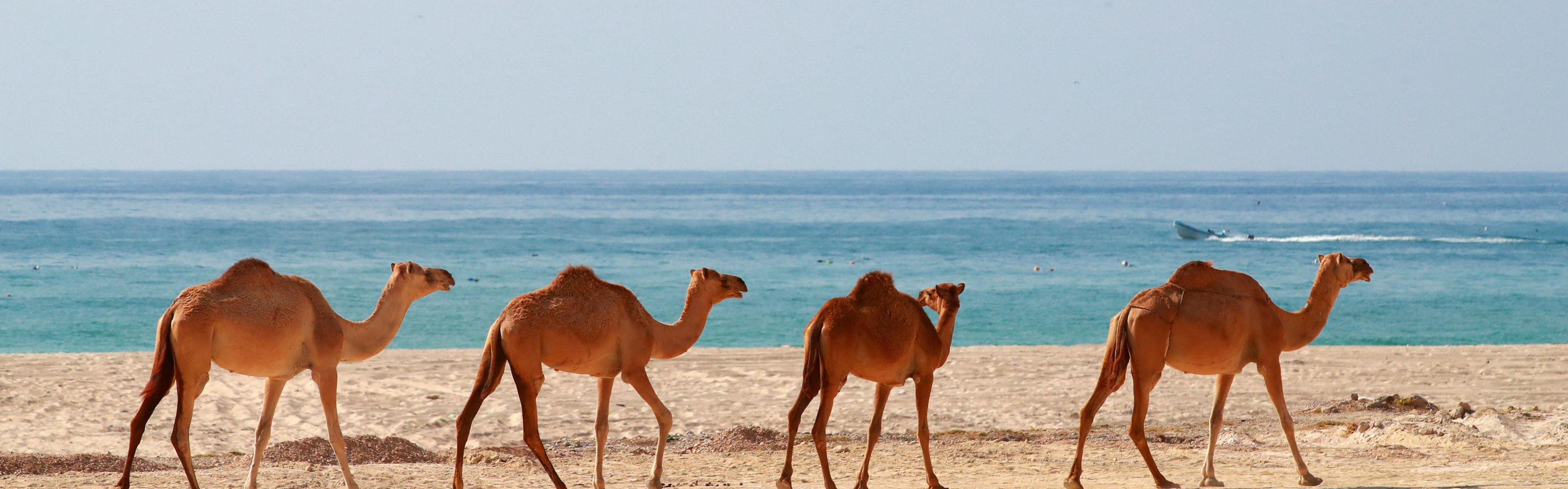 Descubre a los nómadas originales de Dhofar en su hábitat natural