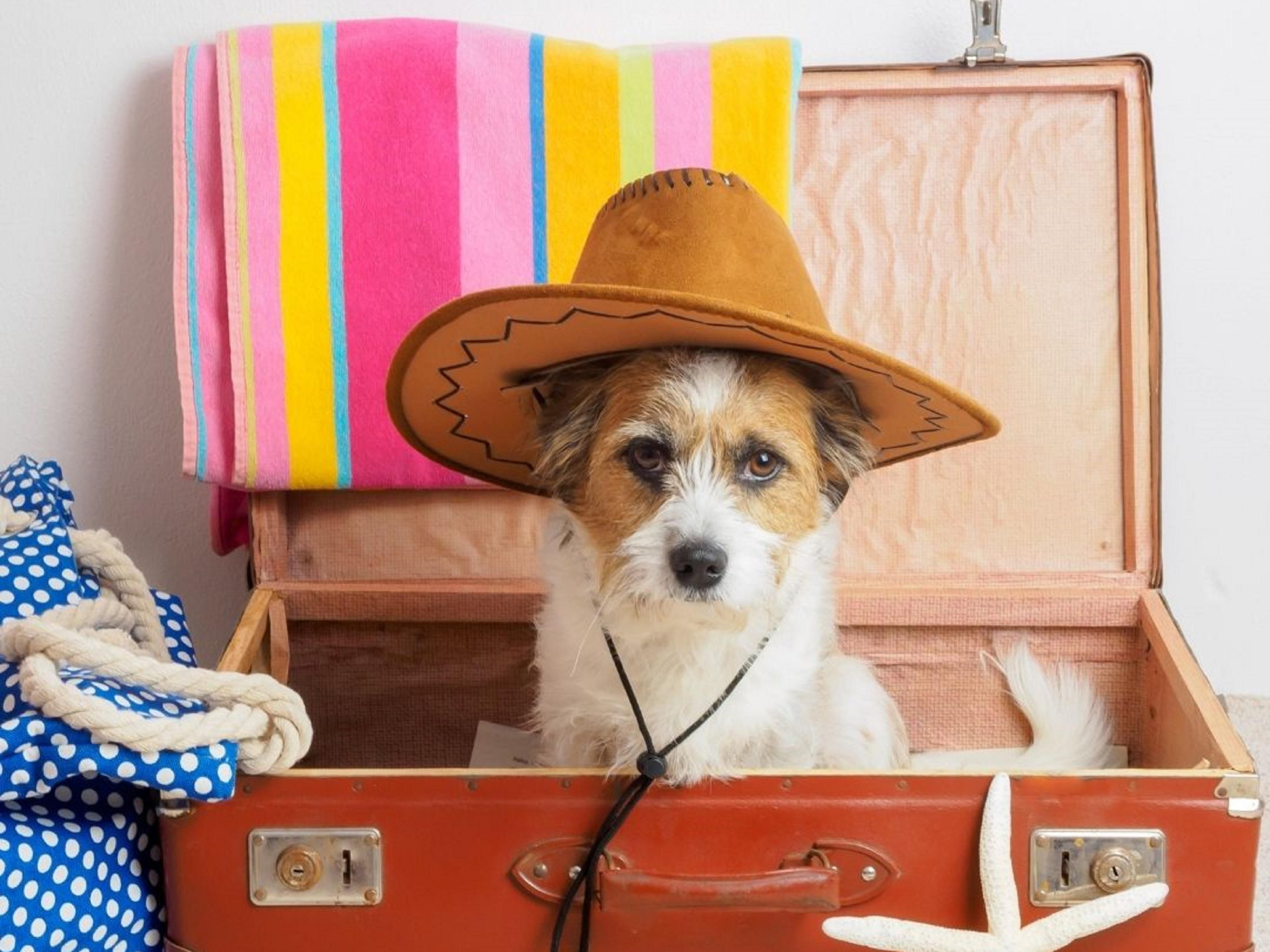 Sit, stay, & play at the Crowne Plaza Rome – St. Peter’s! We are delighted to welcome 1 furry friend, 5 Kg and under. Take leisurely walks along the near by beautiful Villa Doria Pamphili Park. We look forward to hosting both you and your furry friend